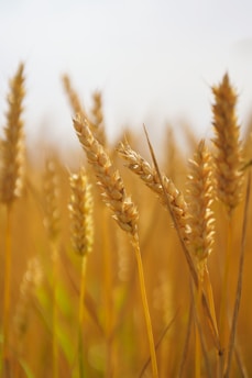 A close up of a field of wheat