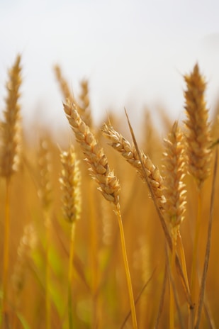 A close up of a field of wheat