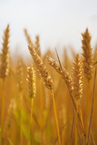 A close up of a field of wheat