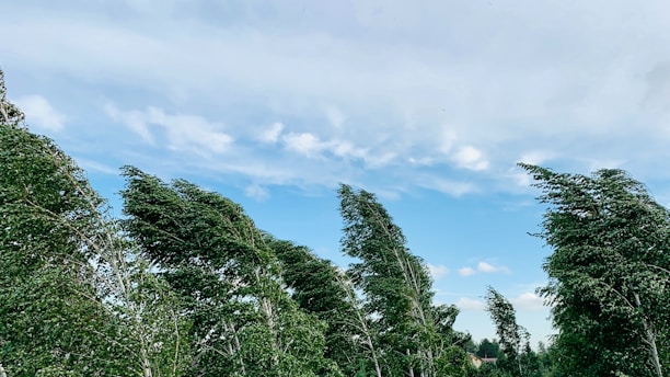 A row of trees in a field with a blue sky in the background