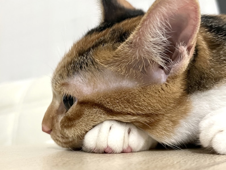 A close up of a cat laying on the ground