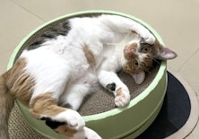 A cat laying on top of a cat bed on the floor