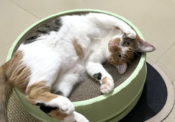A cat laying on top of a cat bed on the floor