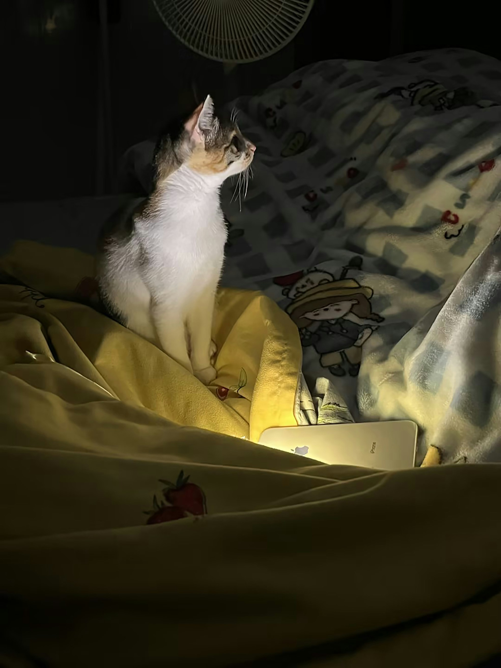 Nighttime Patrols (image credits: unsplash)