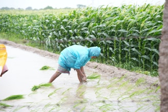 A person in a blue jacket and a cornfield