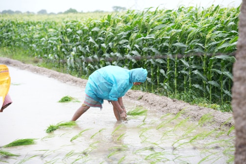 A person in a blue jacket and a cornfield