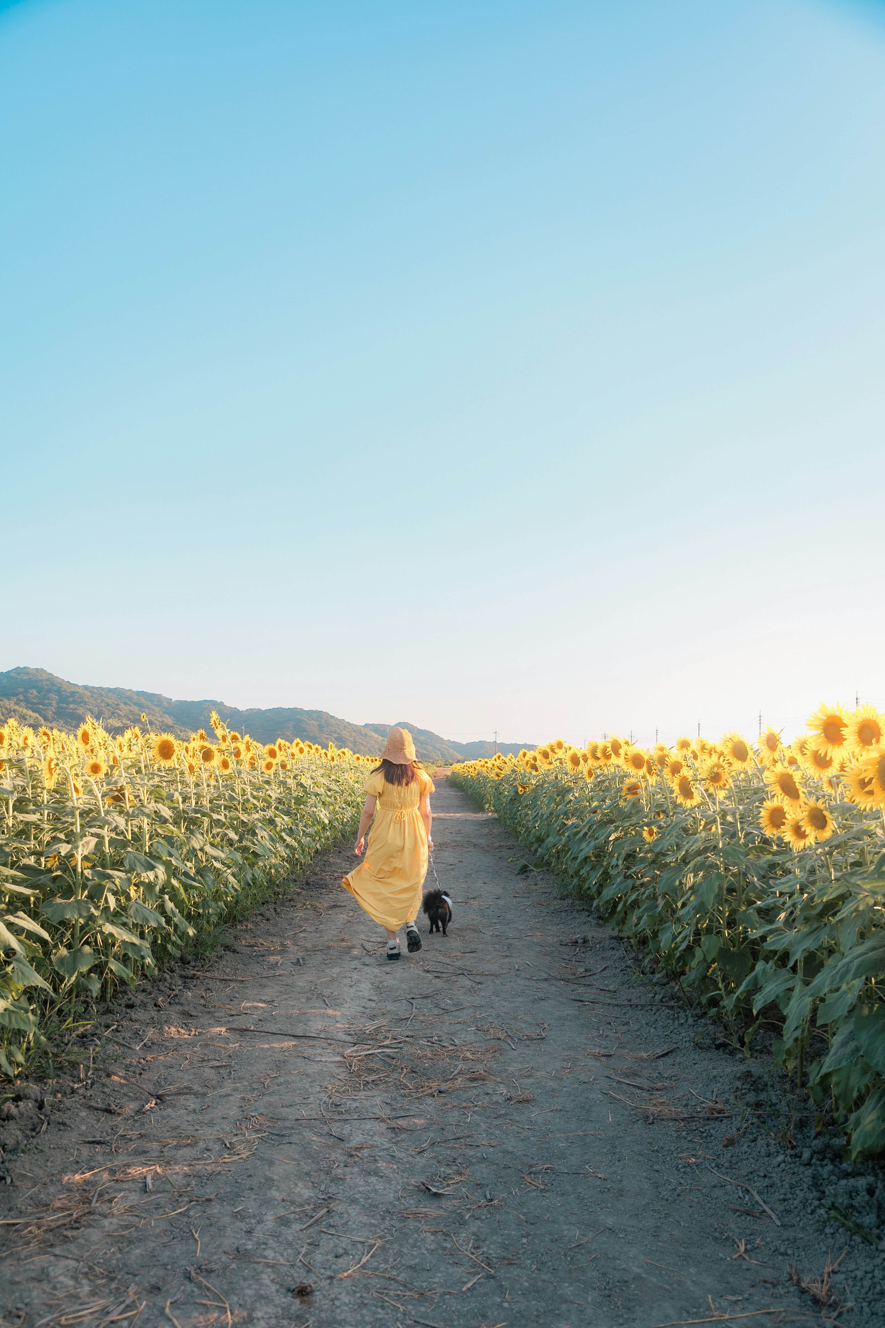A woman walking down a dirt road next to a field of sunflowers