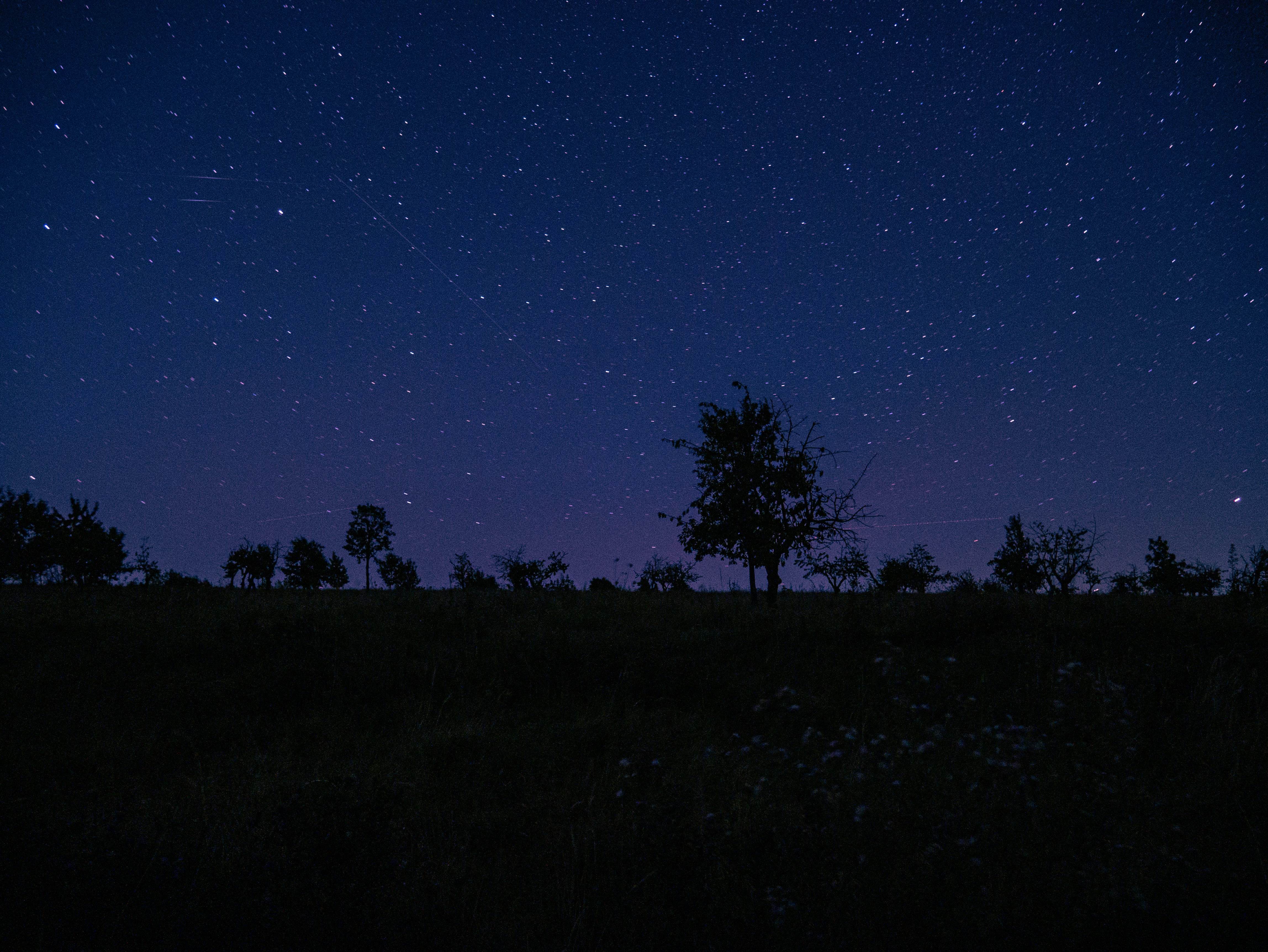 Le ciel nocturne est rempli d’étoiles et d’arbres