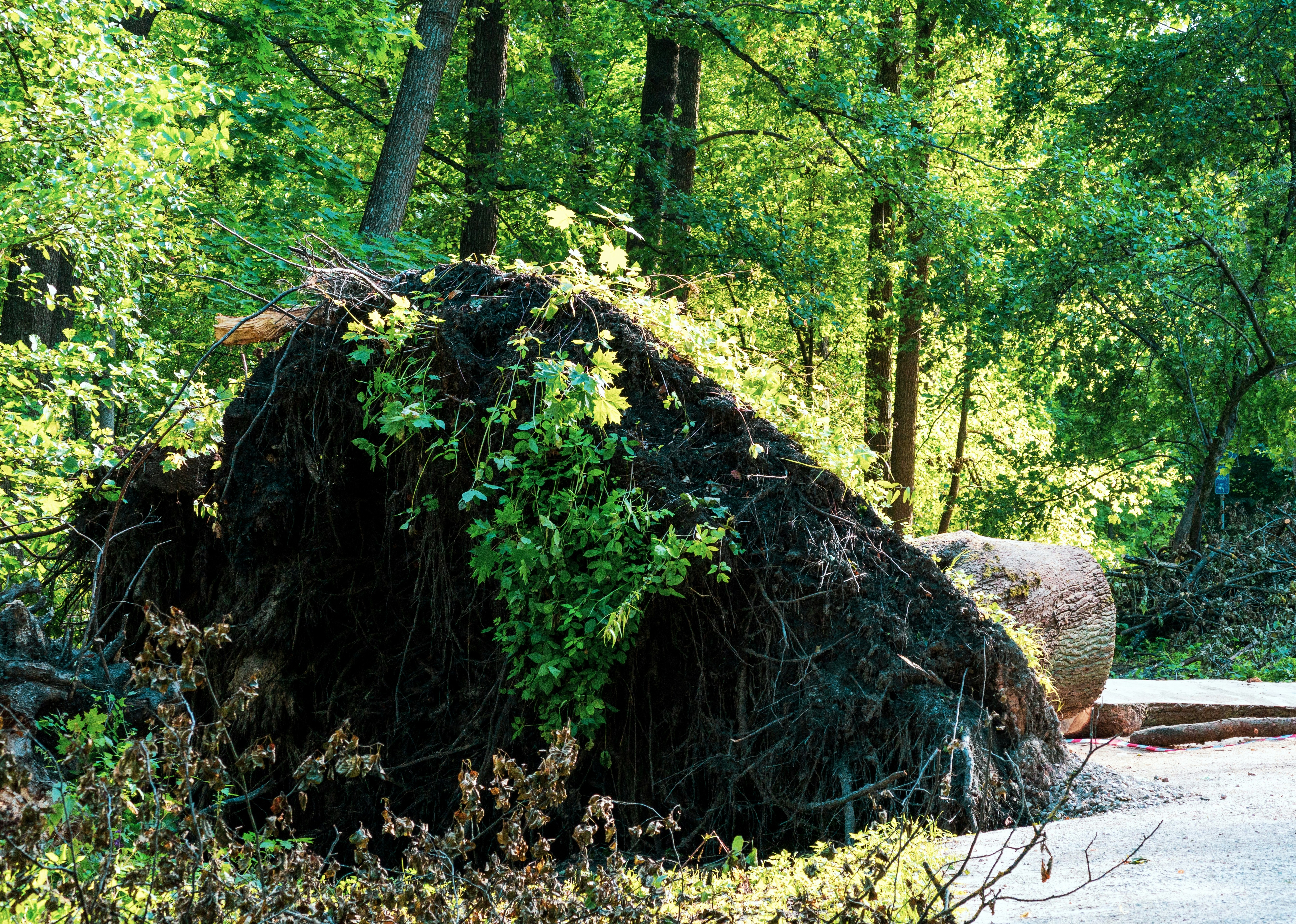 A large tree that has fallen over in the woods photo – Free Forest ...