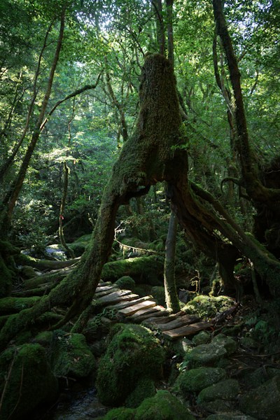 Yakushima Forest: Japan's Ancient Cedar Island