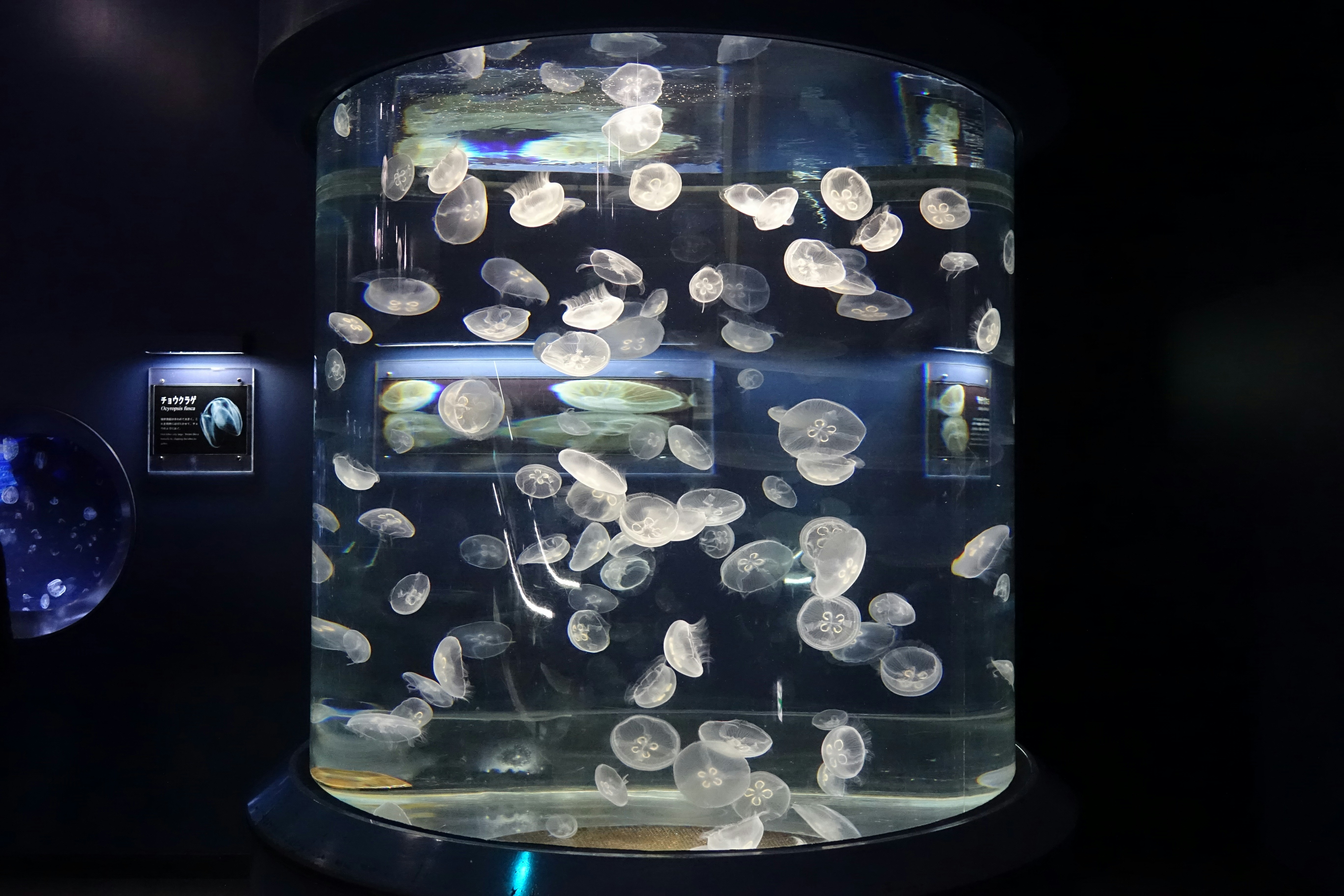 A fish tank filled with lots of jellyfish