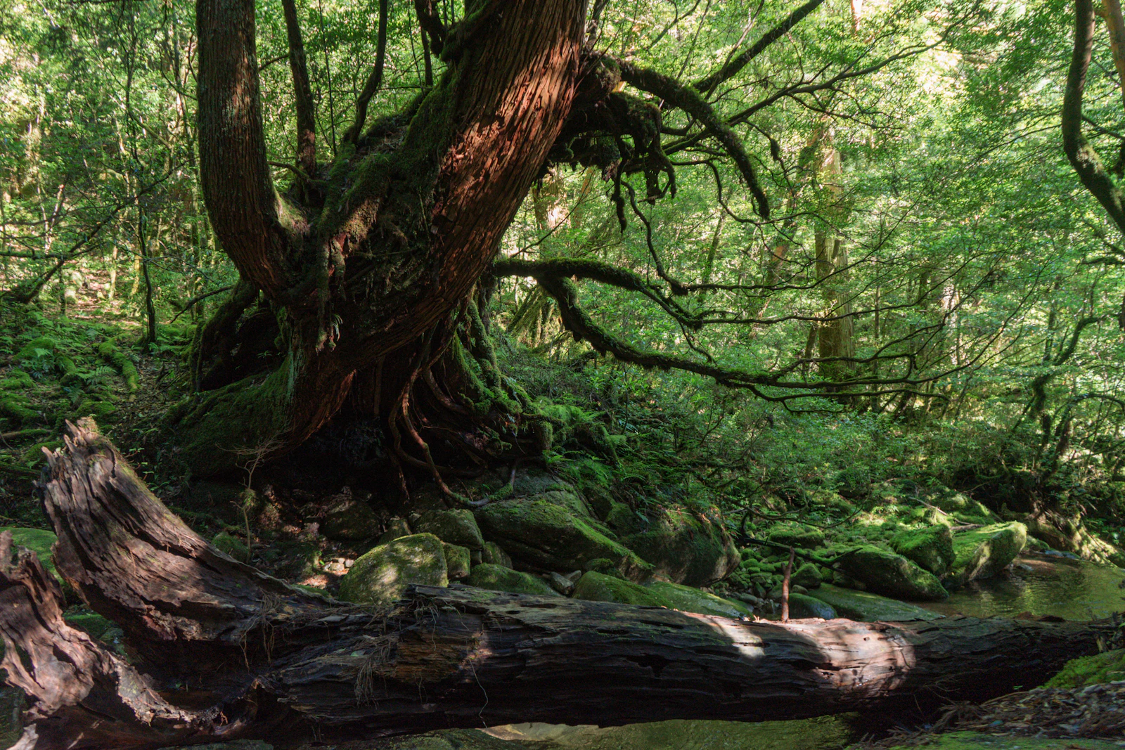 Yakushima Mossy Primeval Forest