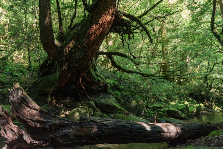 Yakushima Forest: Japan's Ancient Cedar Island