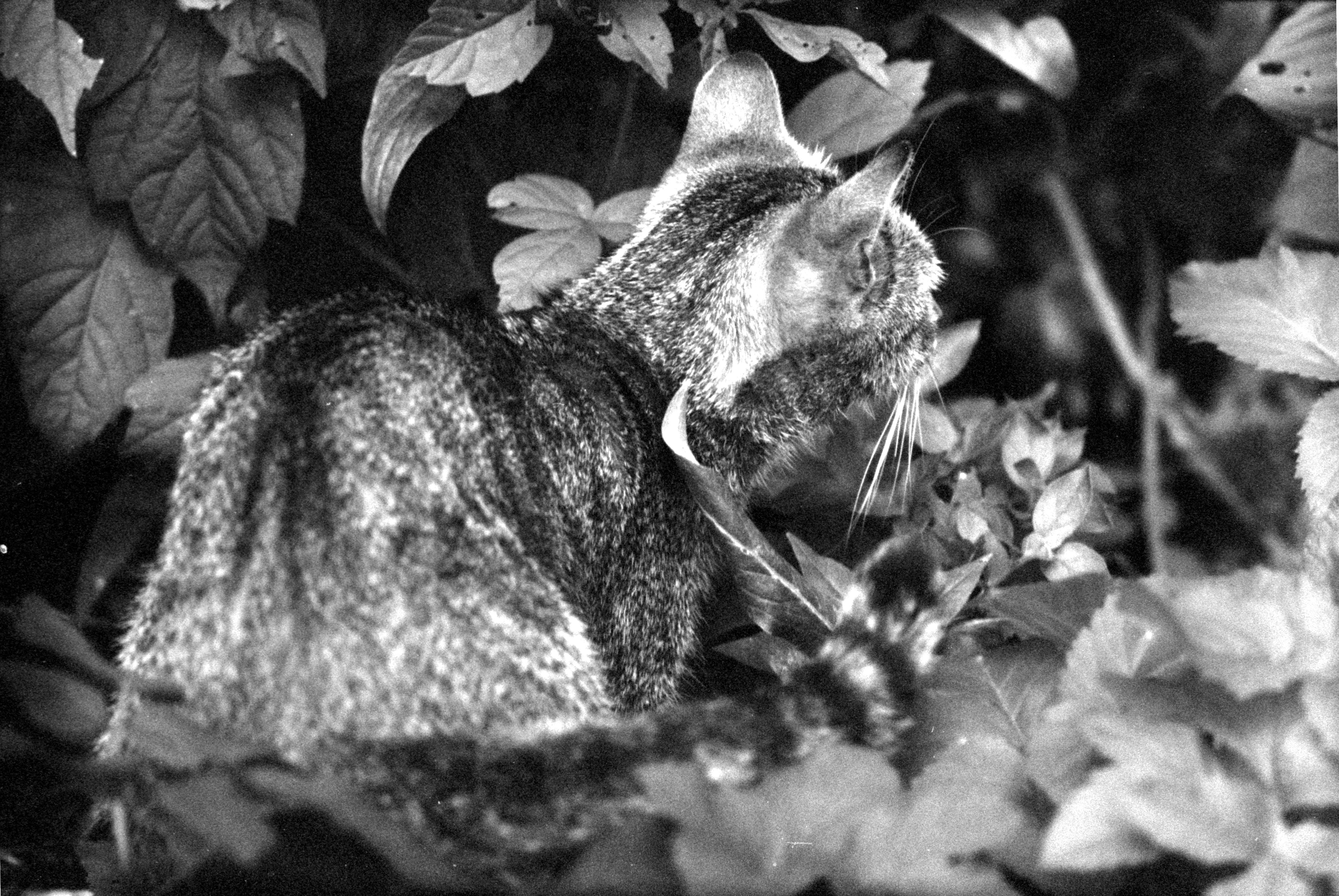 Ein Schwarz-Weiß-Foto einer Katze im Gebüsch