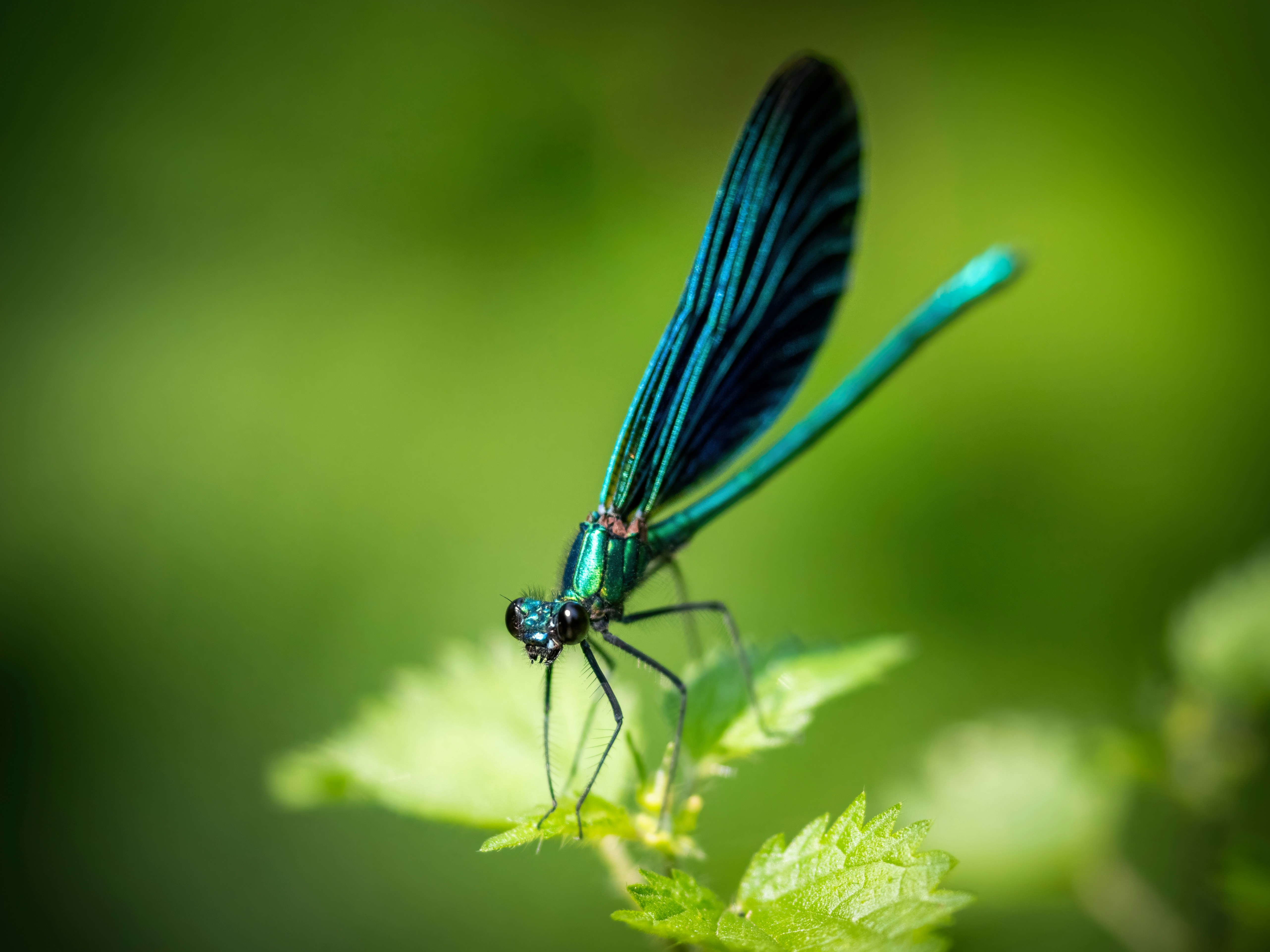 Photo by coombez