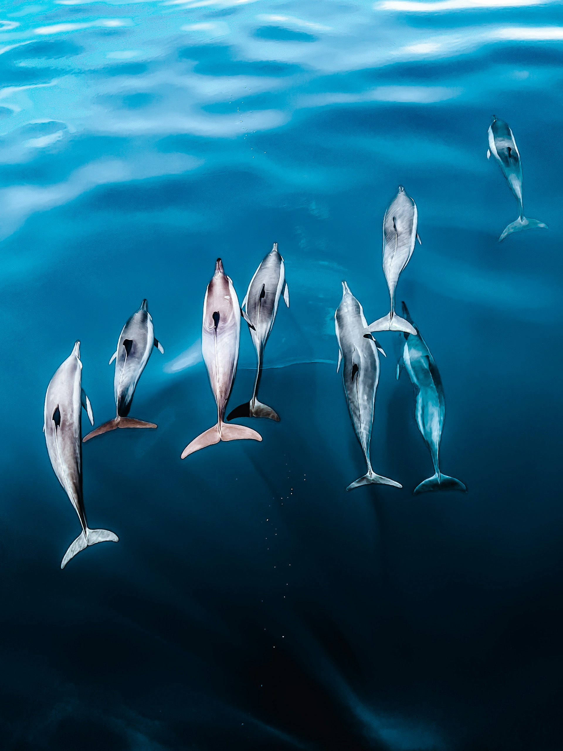 A group of dolphins swimming in the ocean