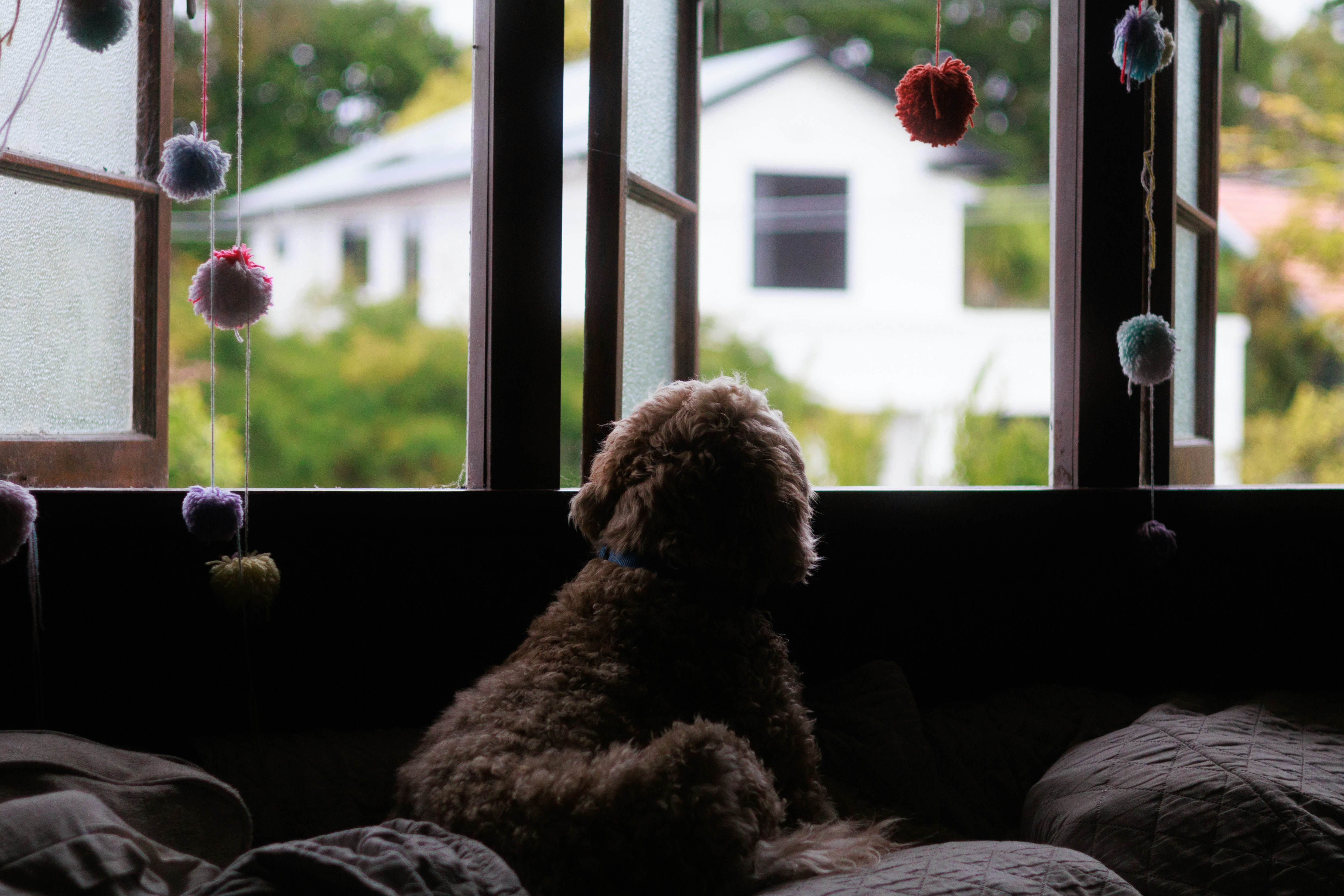 A brown dog sitting on top of a bed next to a window
