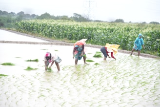 A group of people standing on top of a lush green field