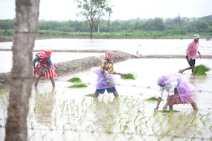 A group of people standing in a flooded field