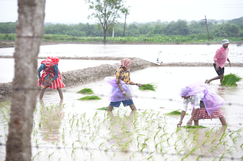 Irrigation