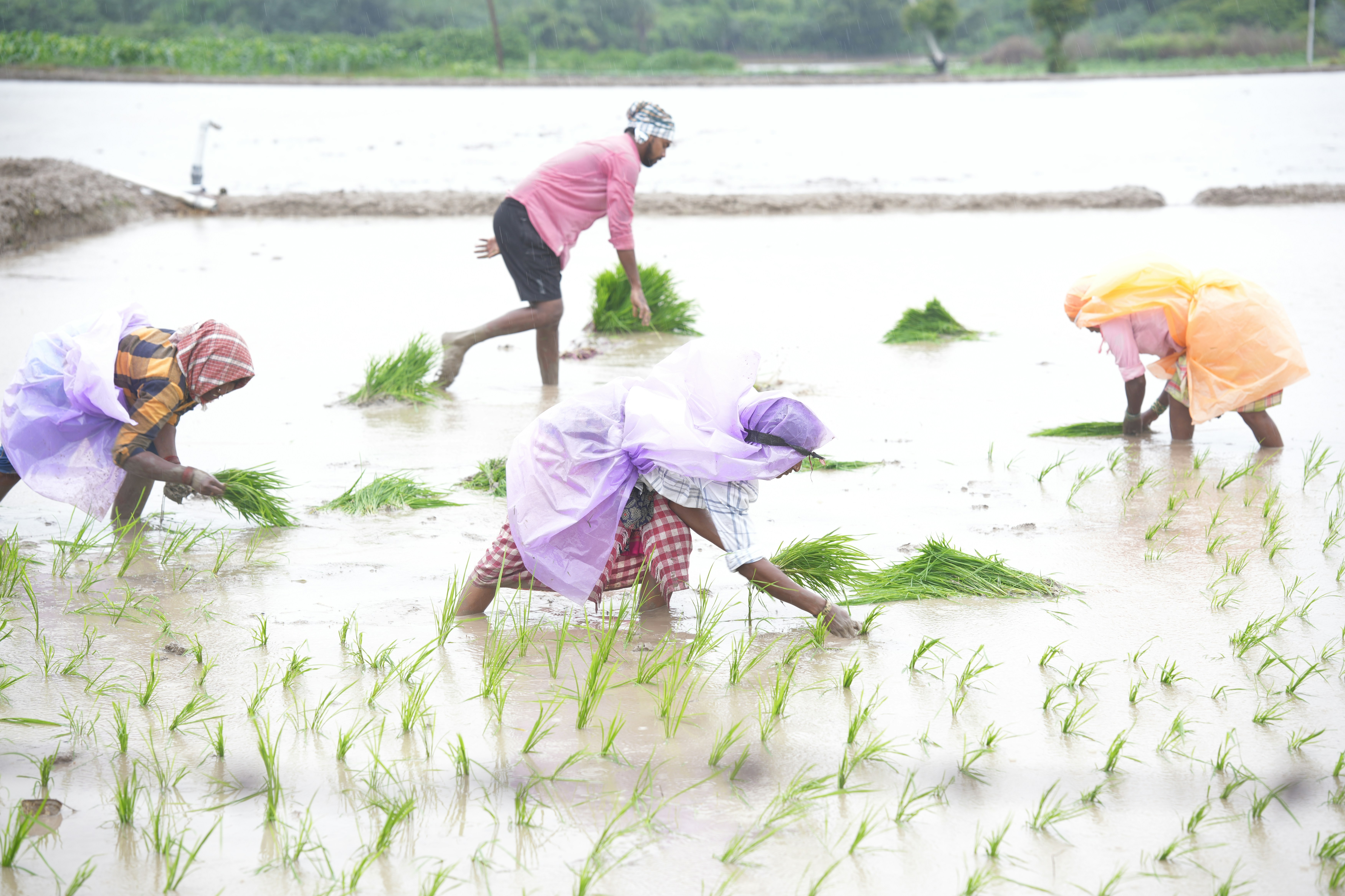 Monsoon rice planting at Omer Cottage with farmers working in flooded paddy fields during the rainy season