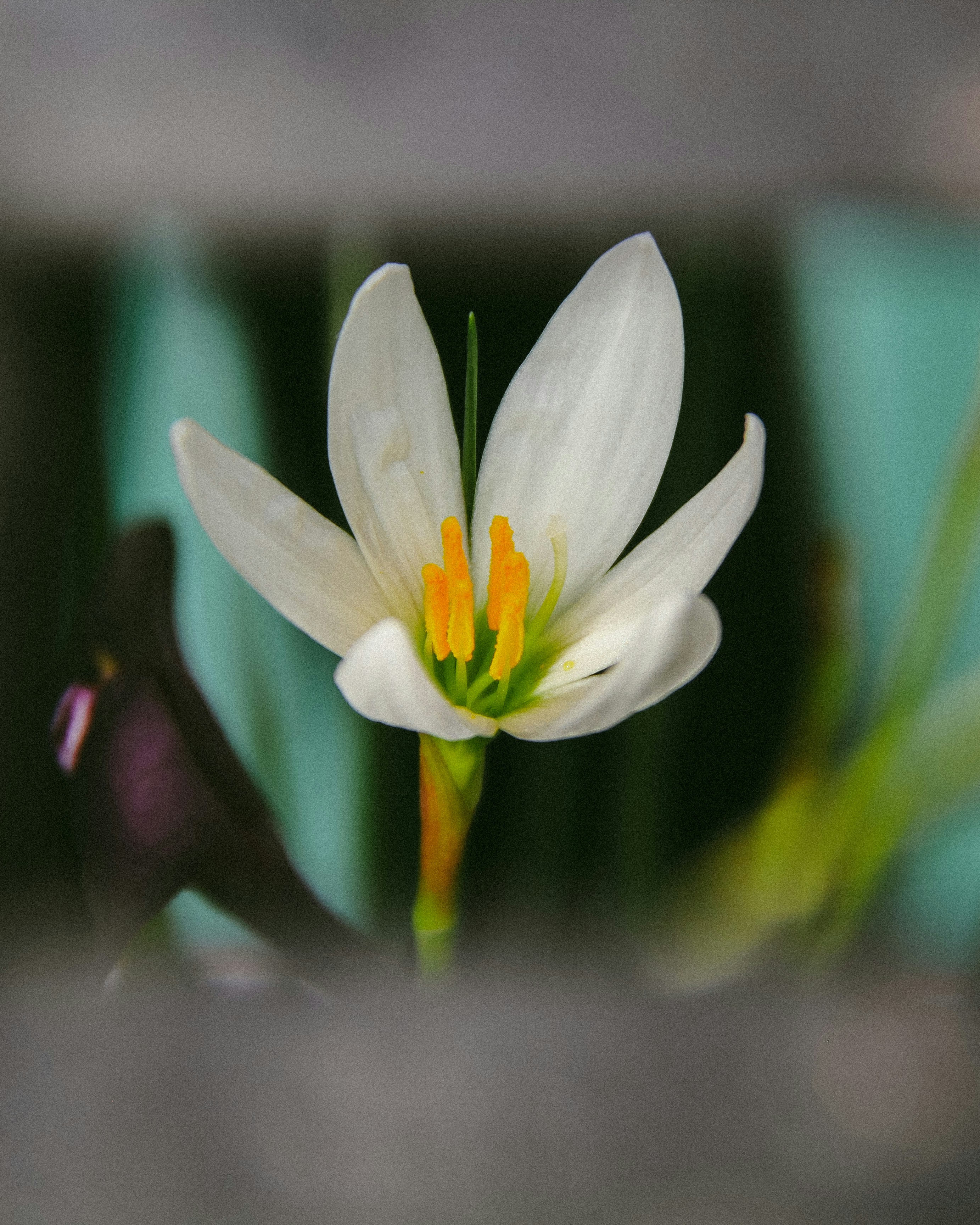 Photo by justcapturingit