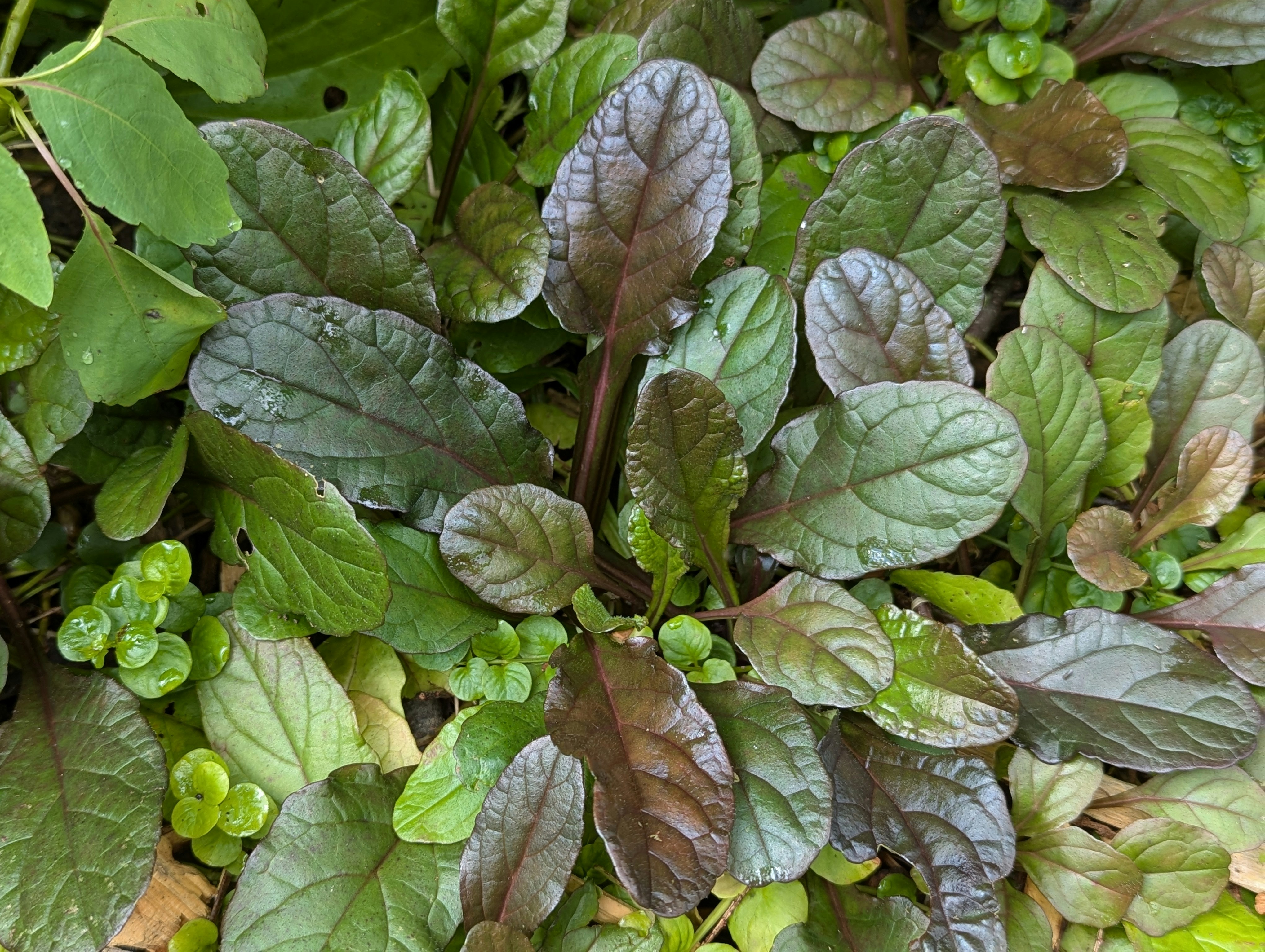 Greenhouse Salads Menu
