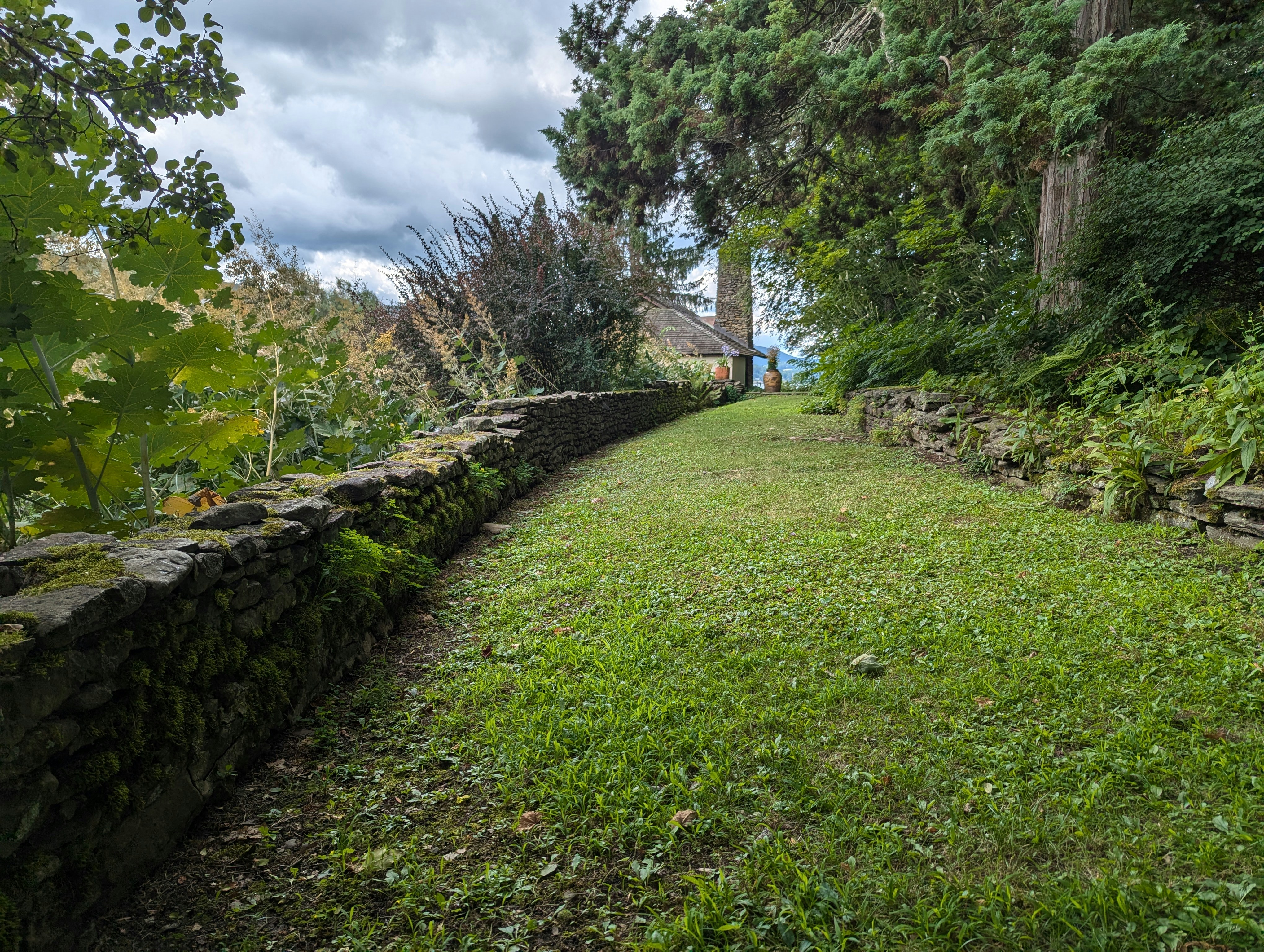A grassy path in the middle of a wooded area