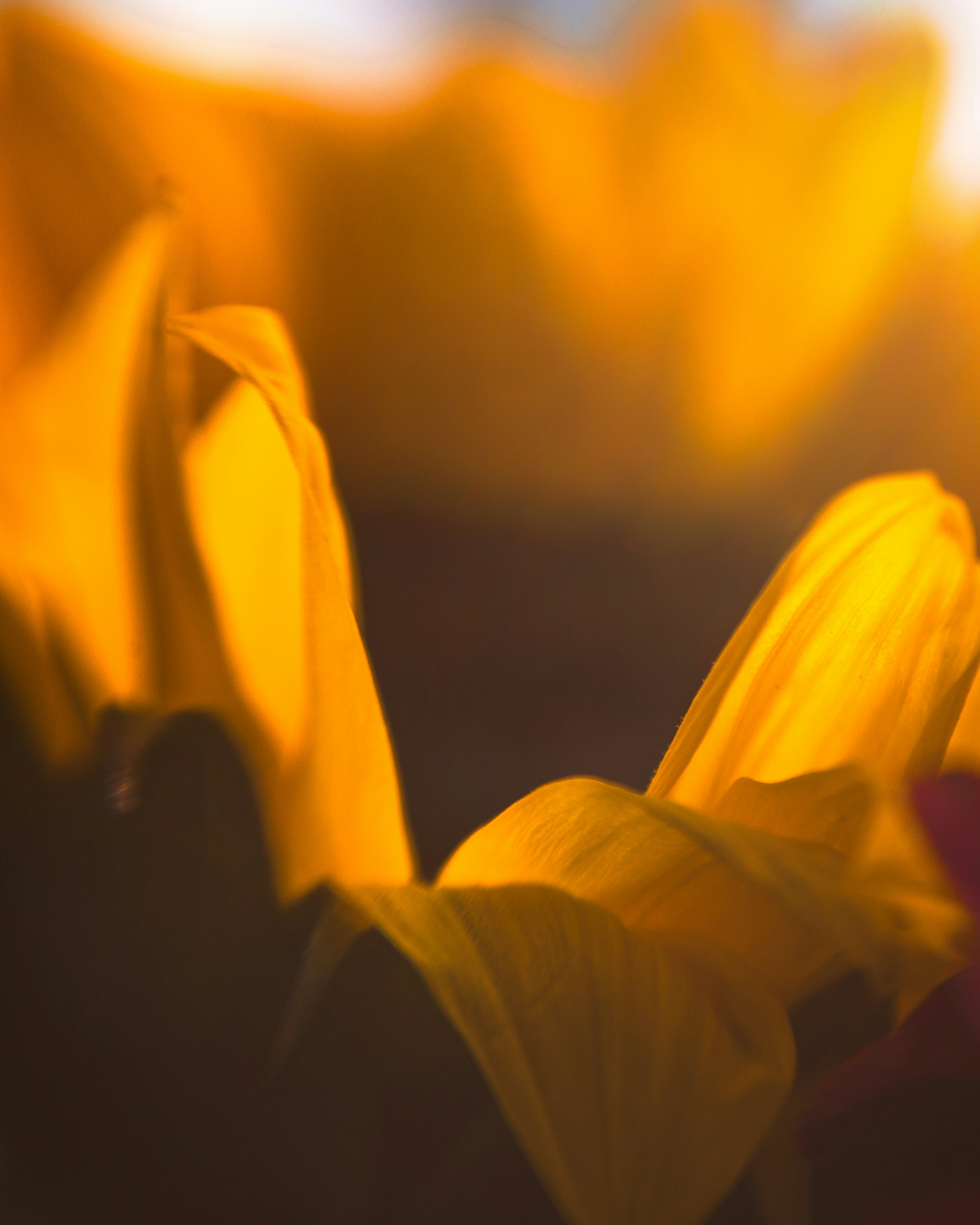 A close up of a flower with a blurry background