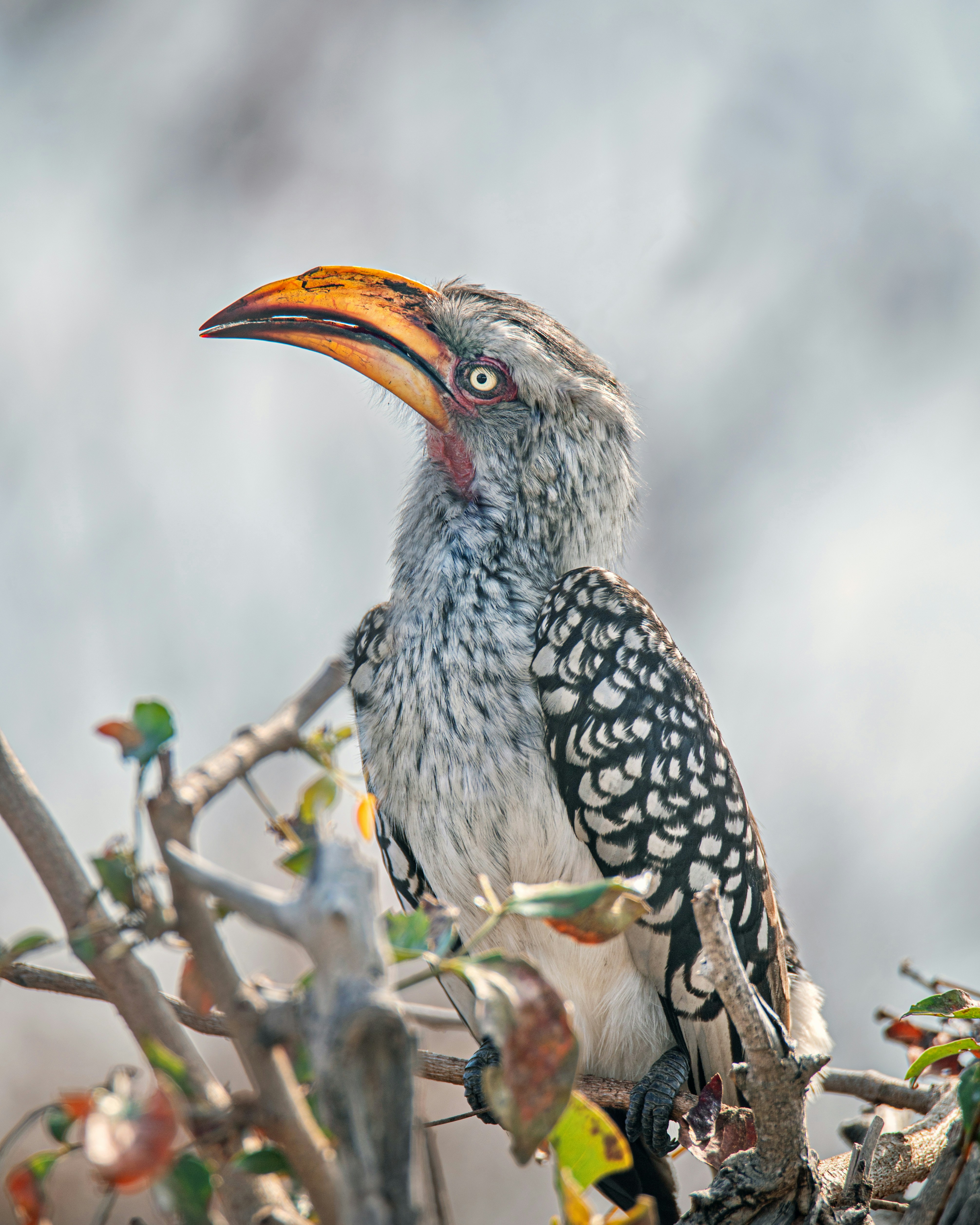A bird sitting on top of a tree branch