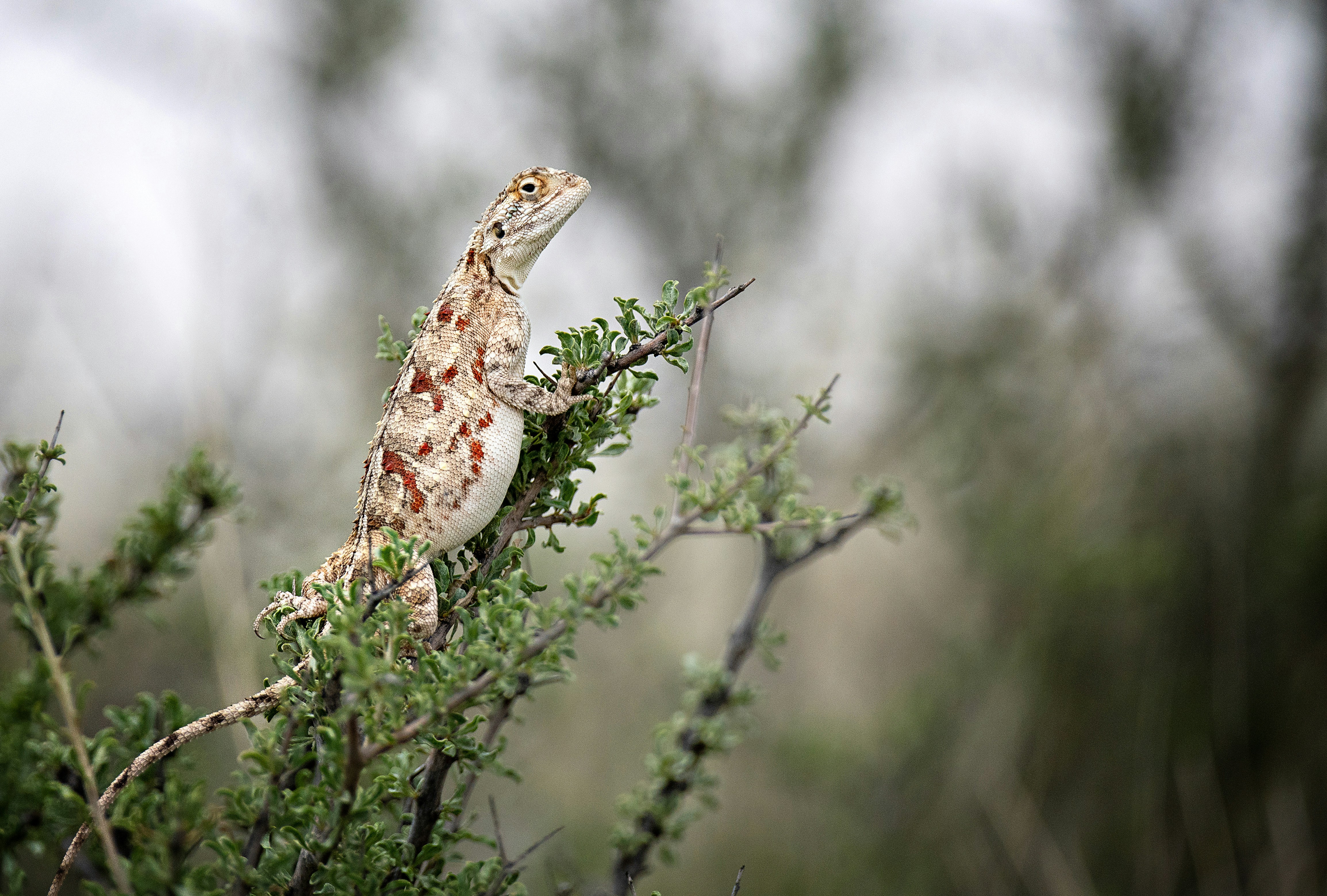 A lizard sitting on top of a tree branch