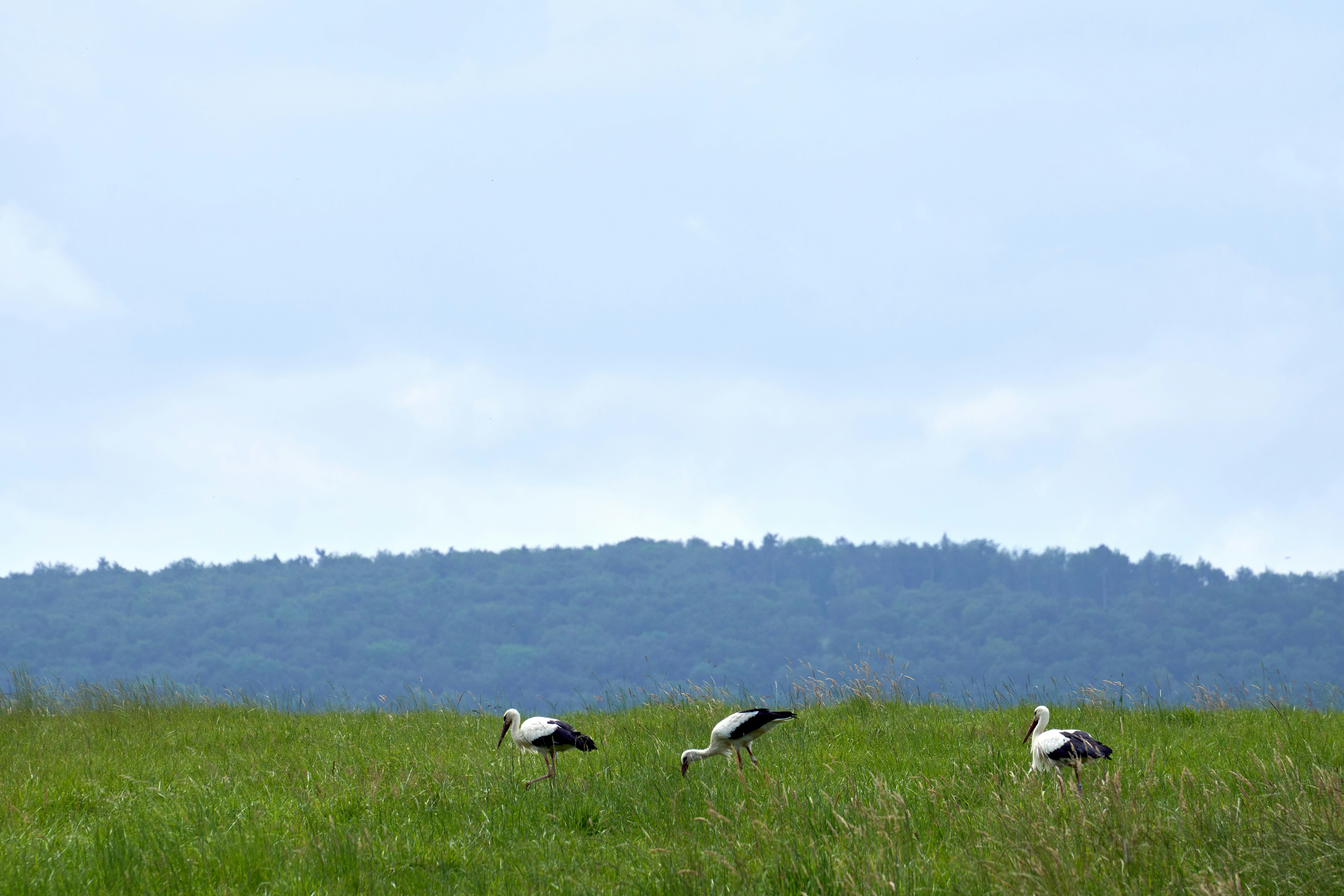 Photo by wolfgang_hasselmann