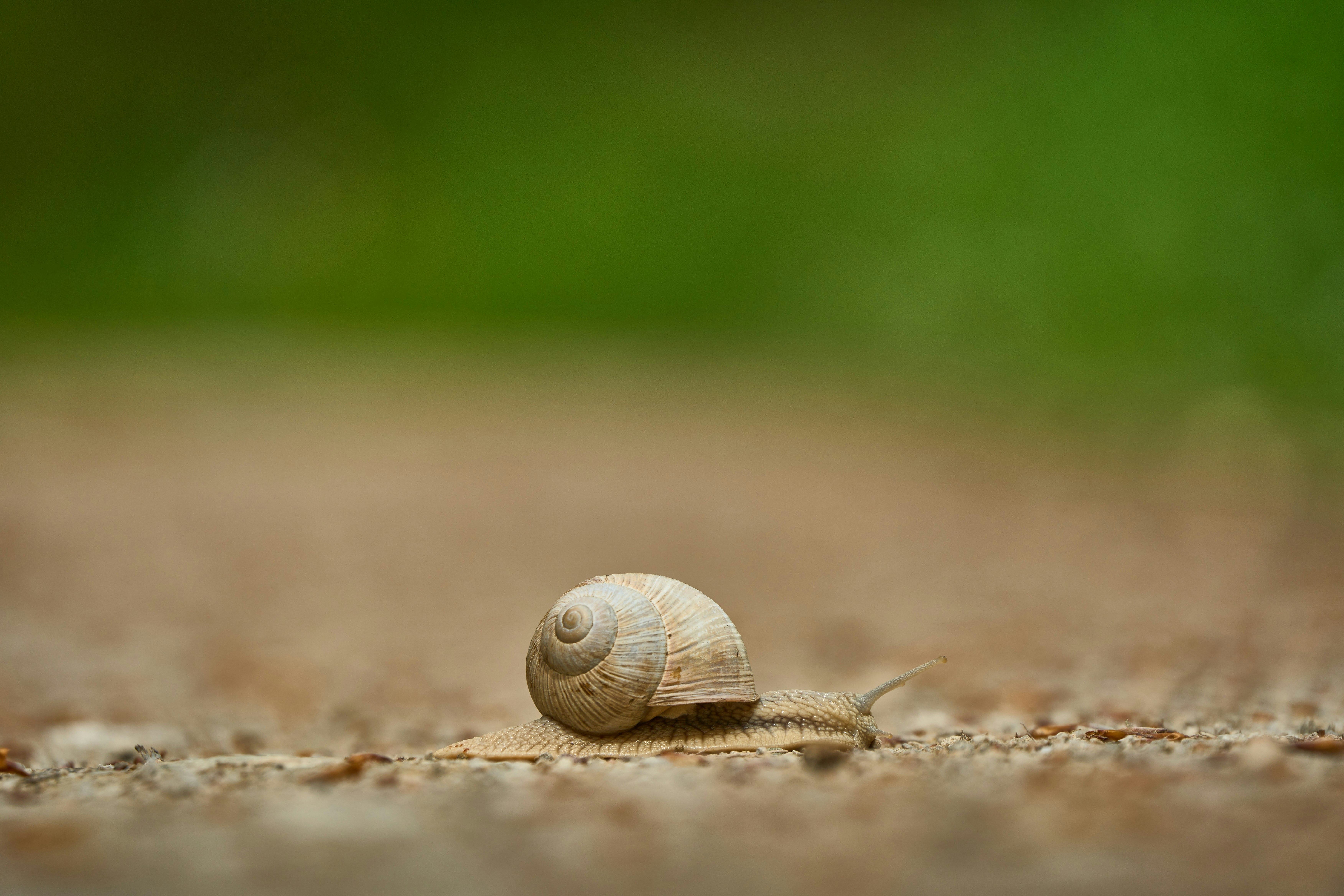 Photo by wolfgang_hasselmann