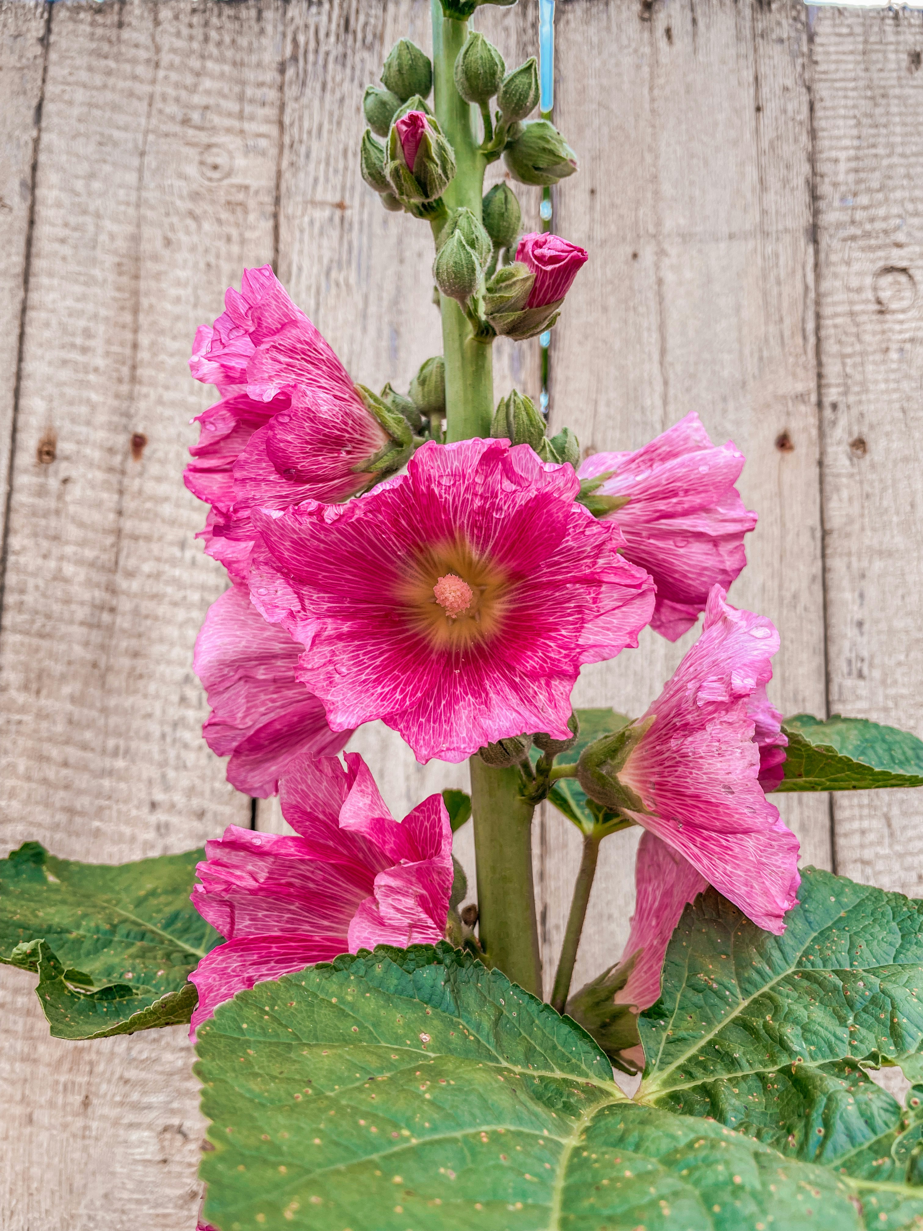 A close up of a pink flower on a wooden surface