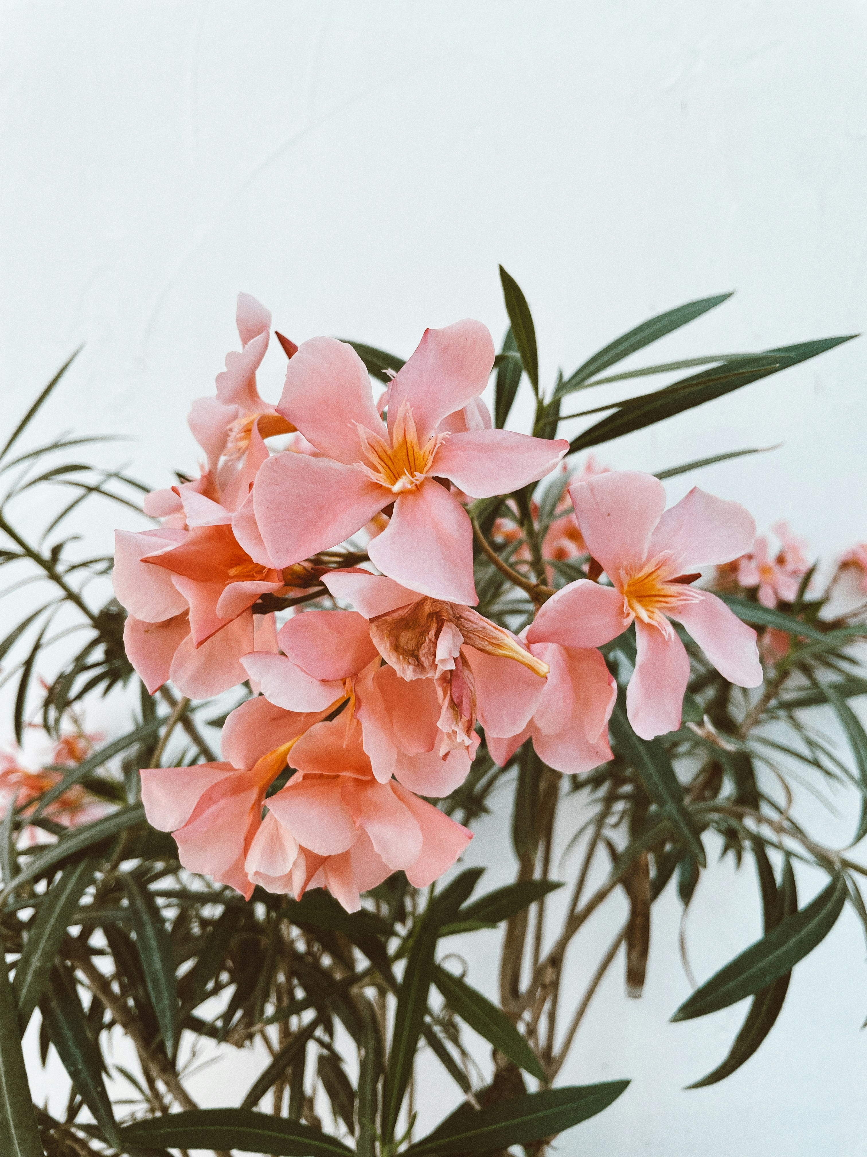 A plant with pink flowers on a white background
