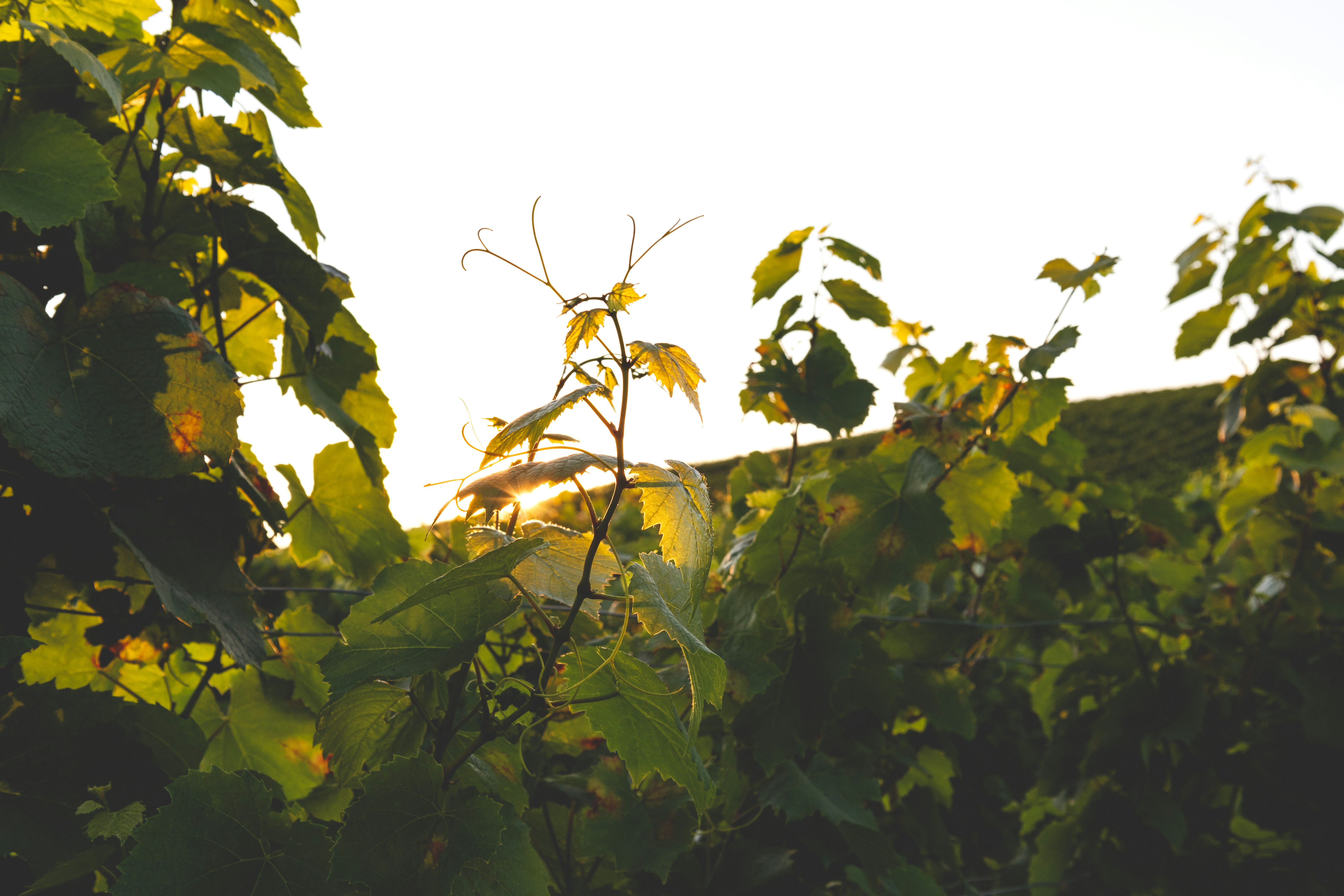 The sun shines through the leaves of a tree