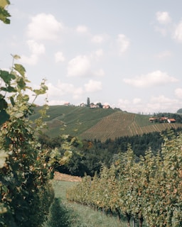 A view of a lush green hillside with lots of trees