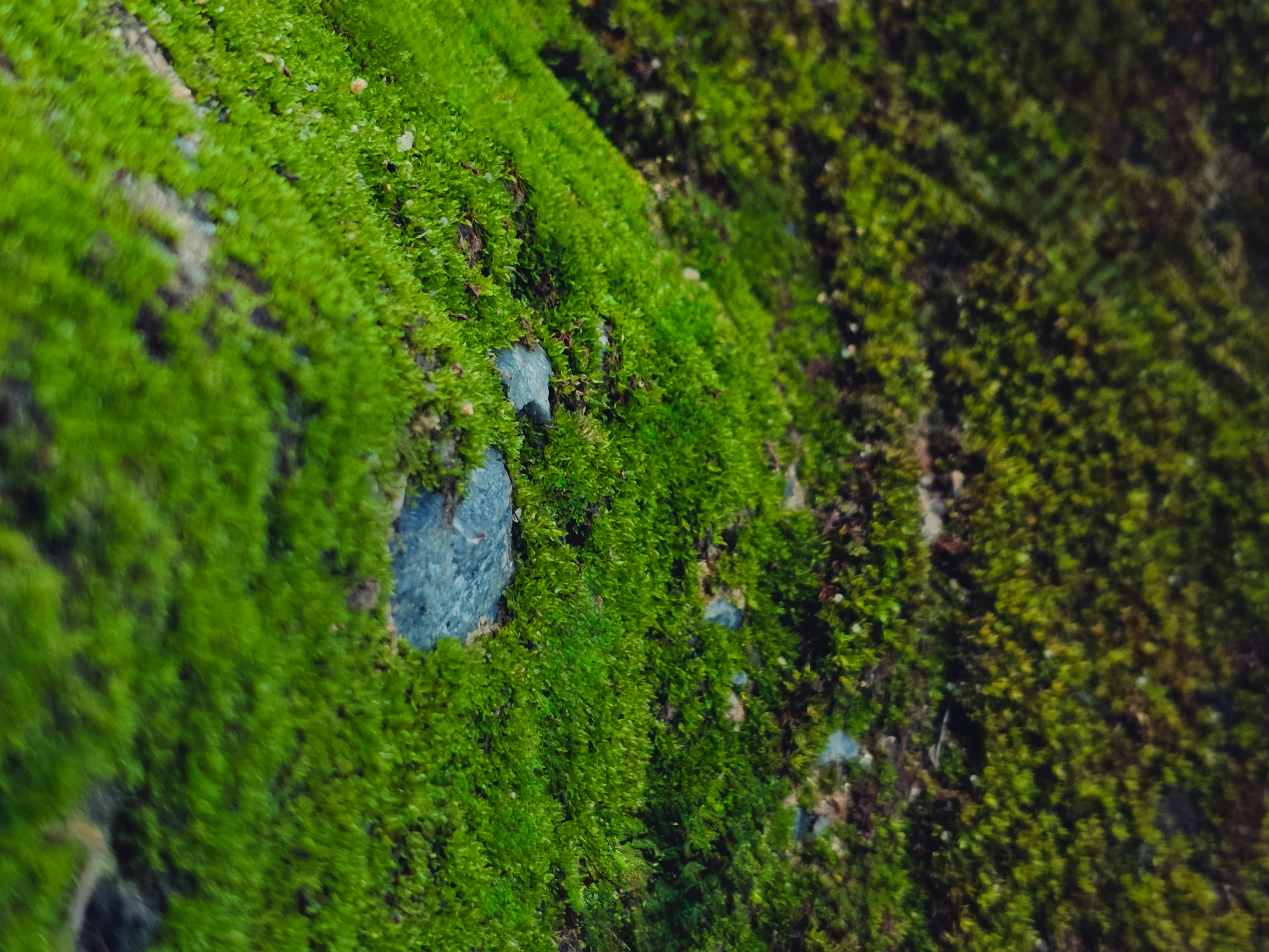 A close up of a moss covered wall