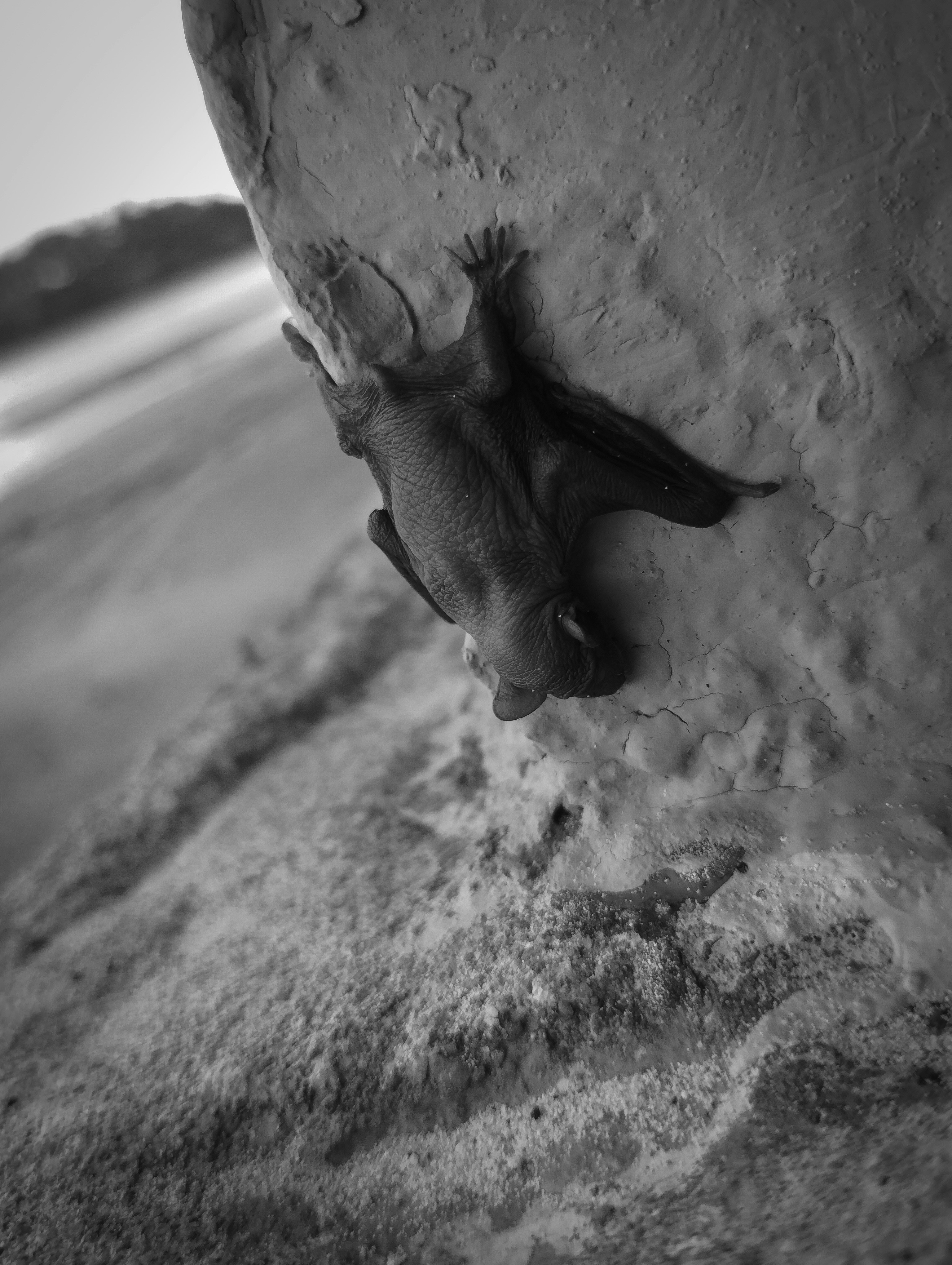 Imágenes de Murciélago Bebé | Descarga imágenes gratuitas en Unsplash, image size:3000x3984