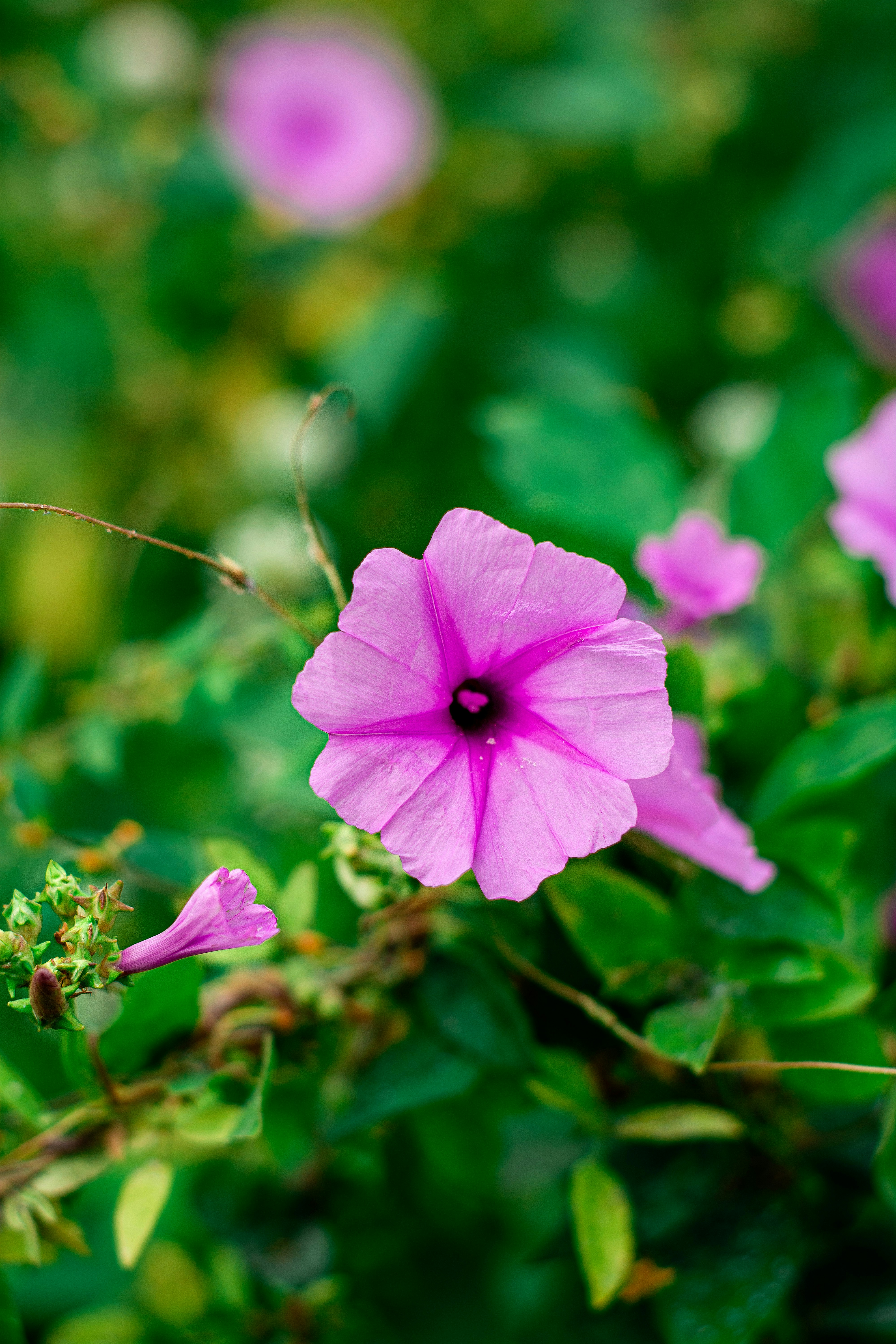 Photo by raffaalvess