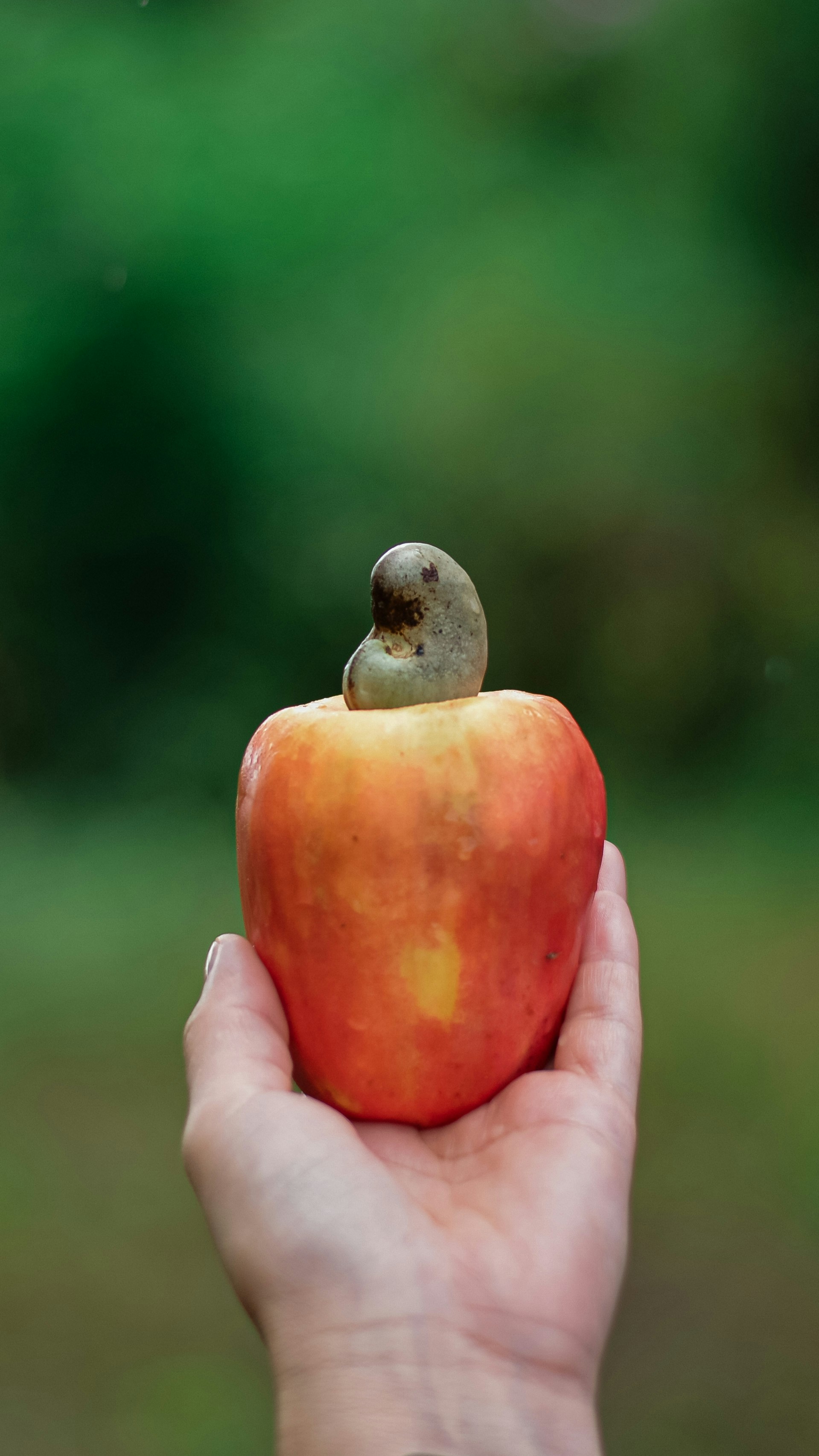A hand holding an apple with a tiny bird on top of it