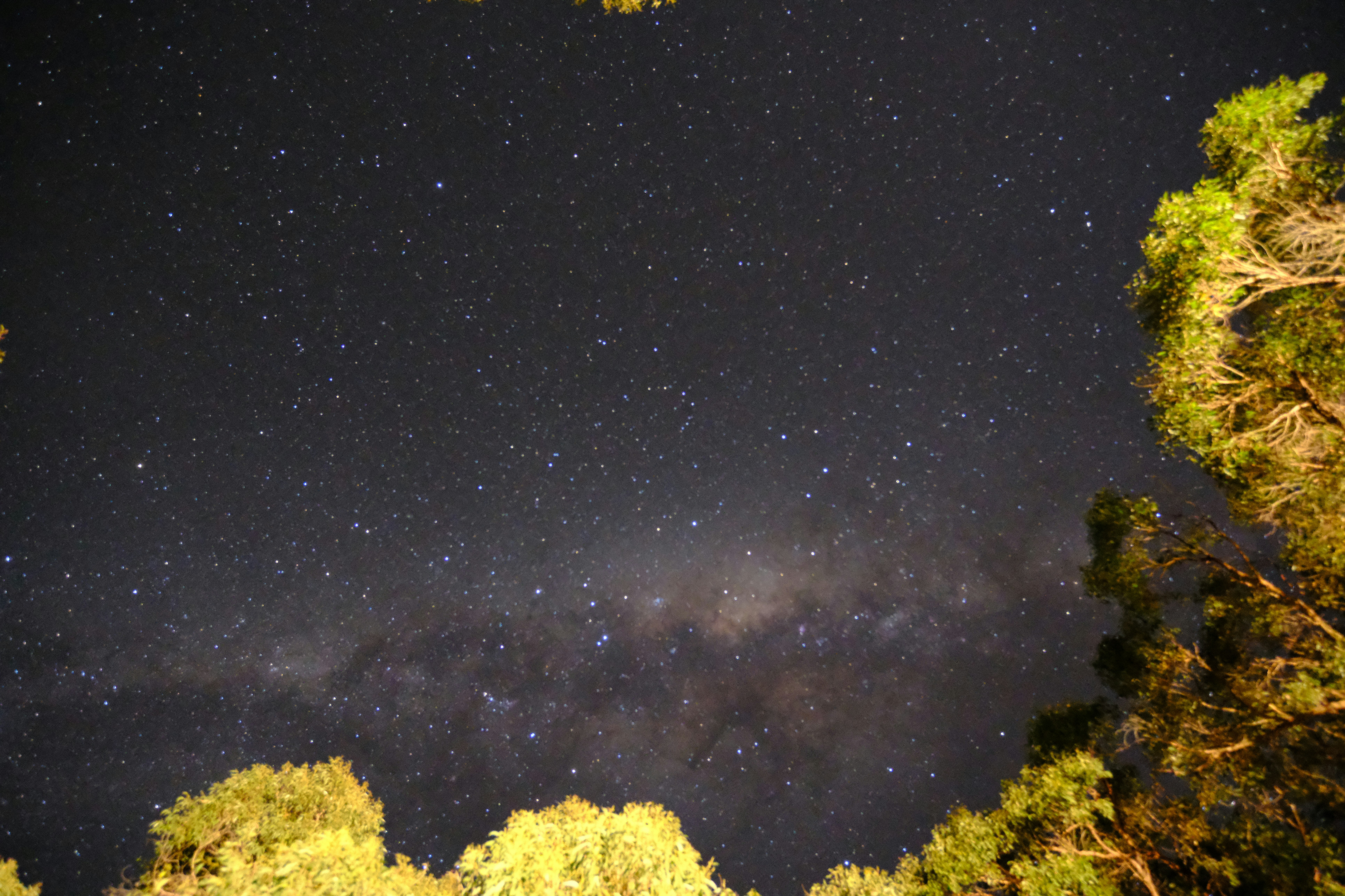 A night sky filled with stars and trees