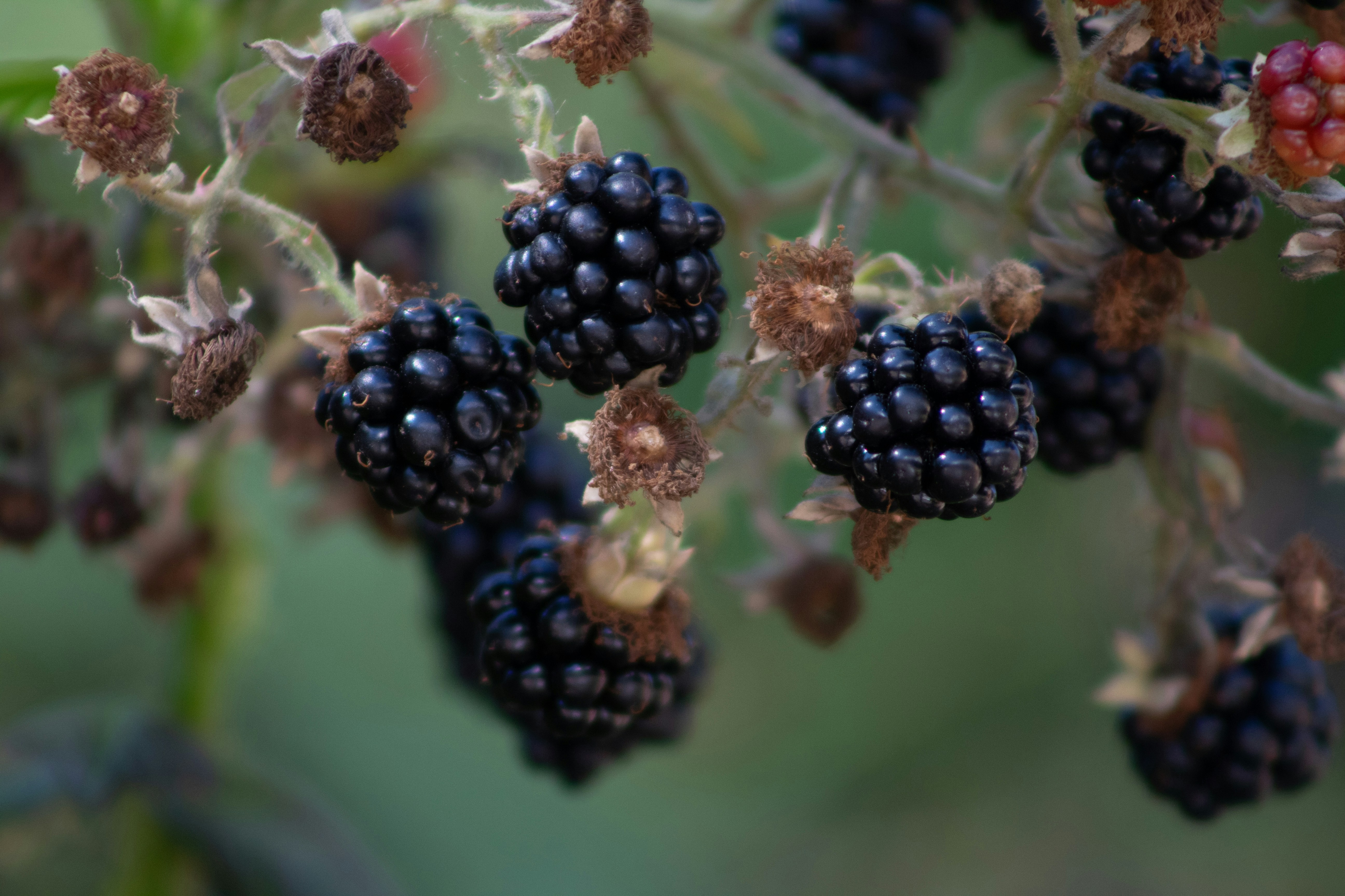 Photo by daidalos_paru