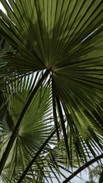 A close up of a palm tree with the sky in the background