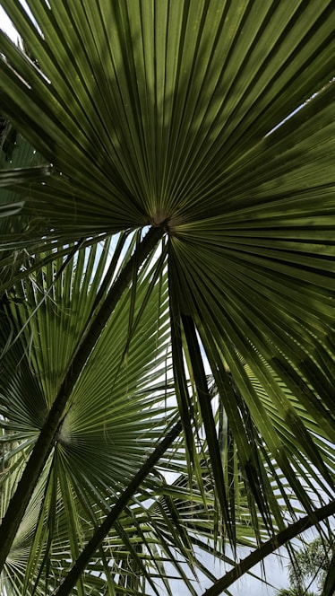 A close up of a palm tree with the sky in the background
