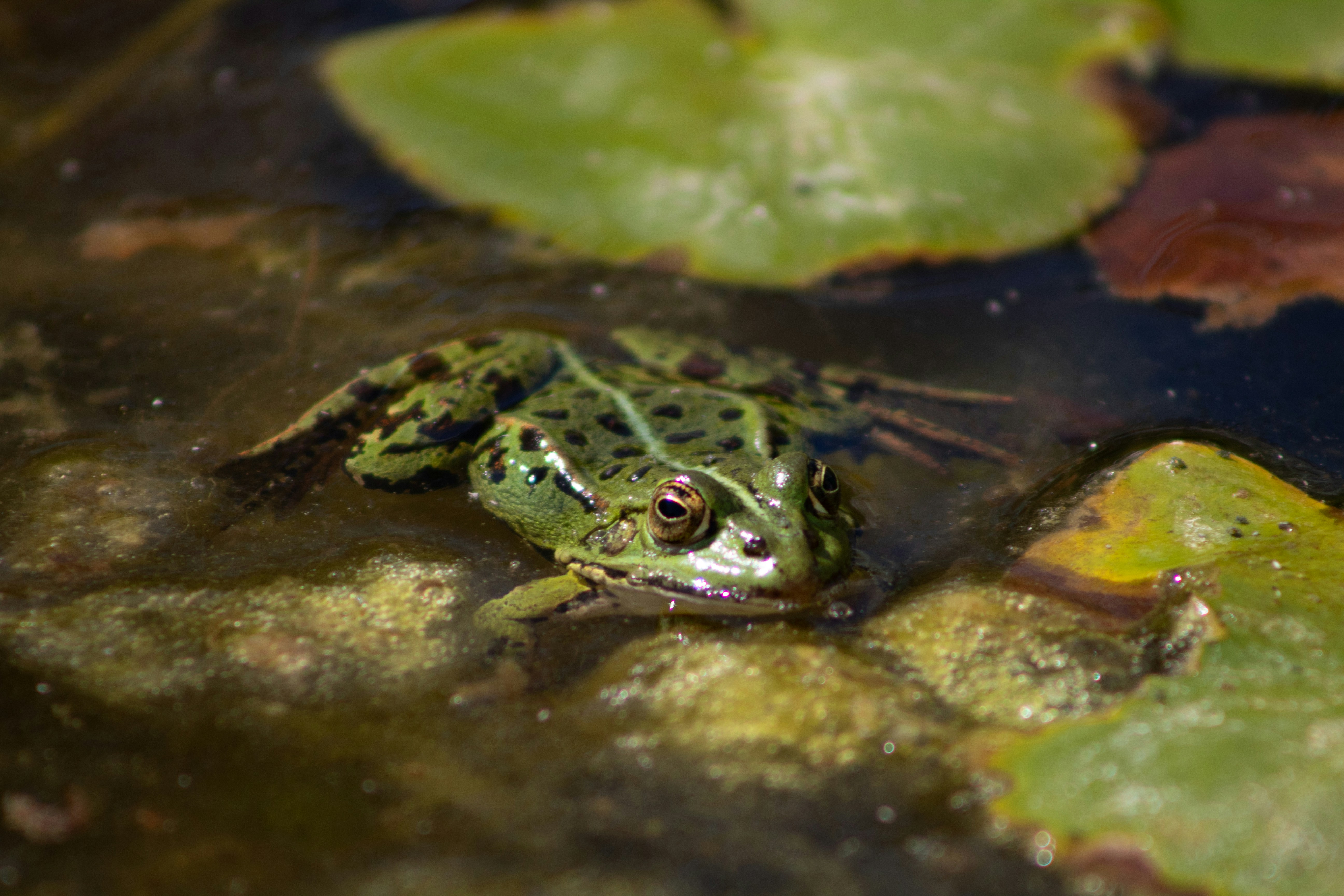 Photo by daidalos_paru