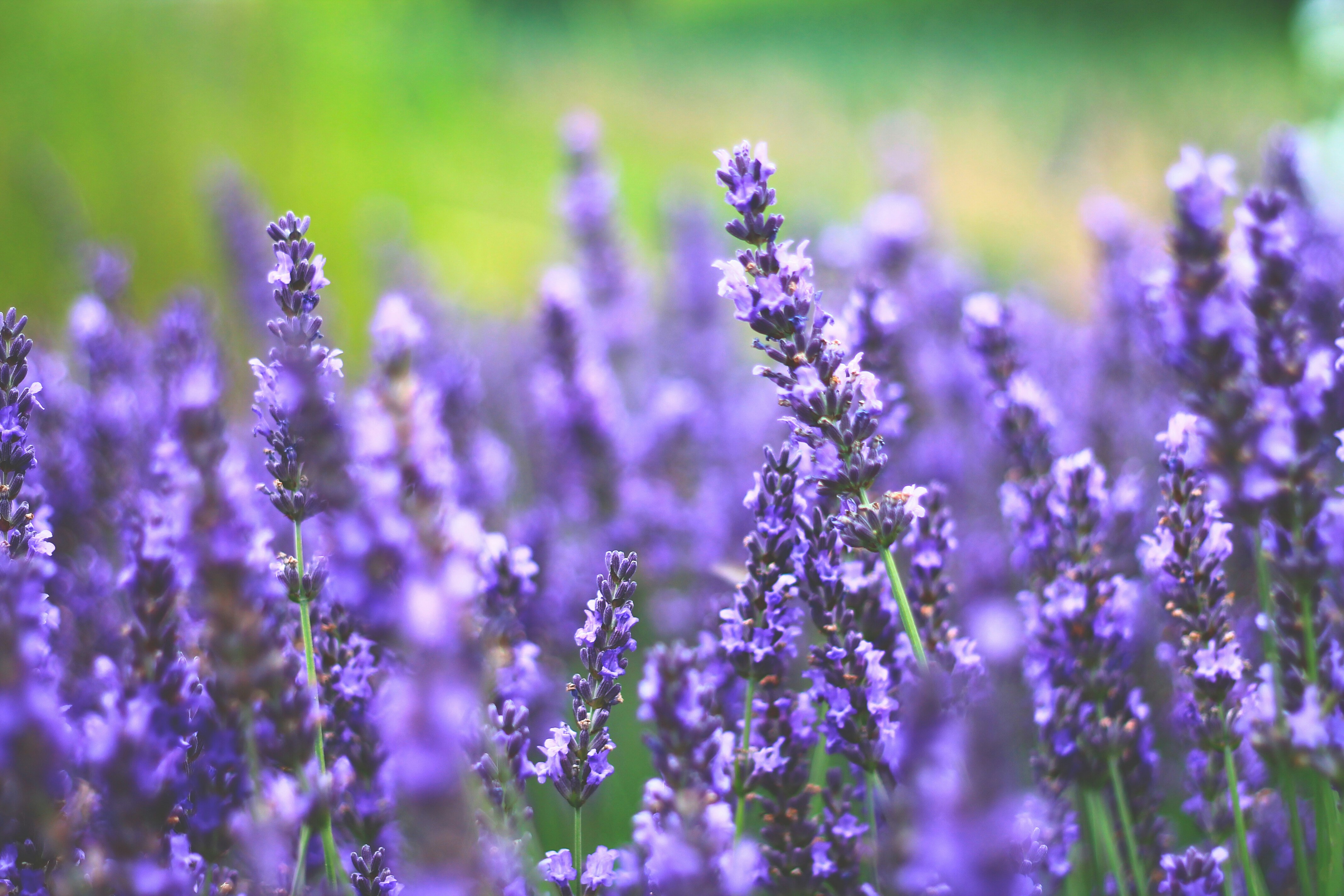 Photo by torktumladponny