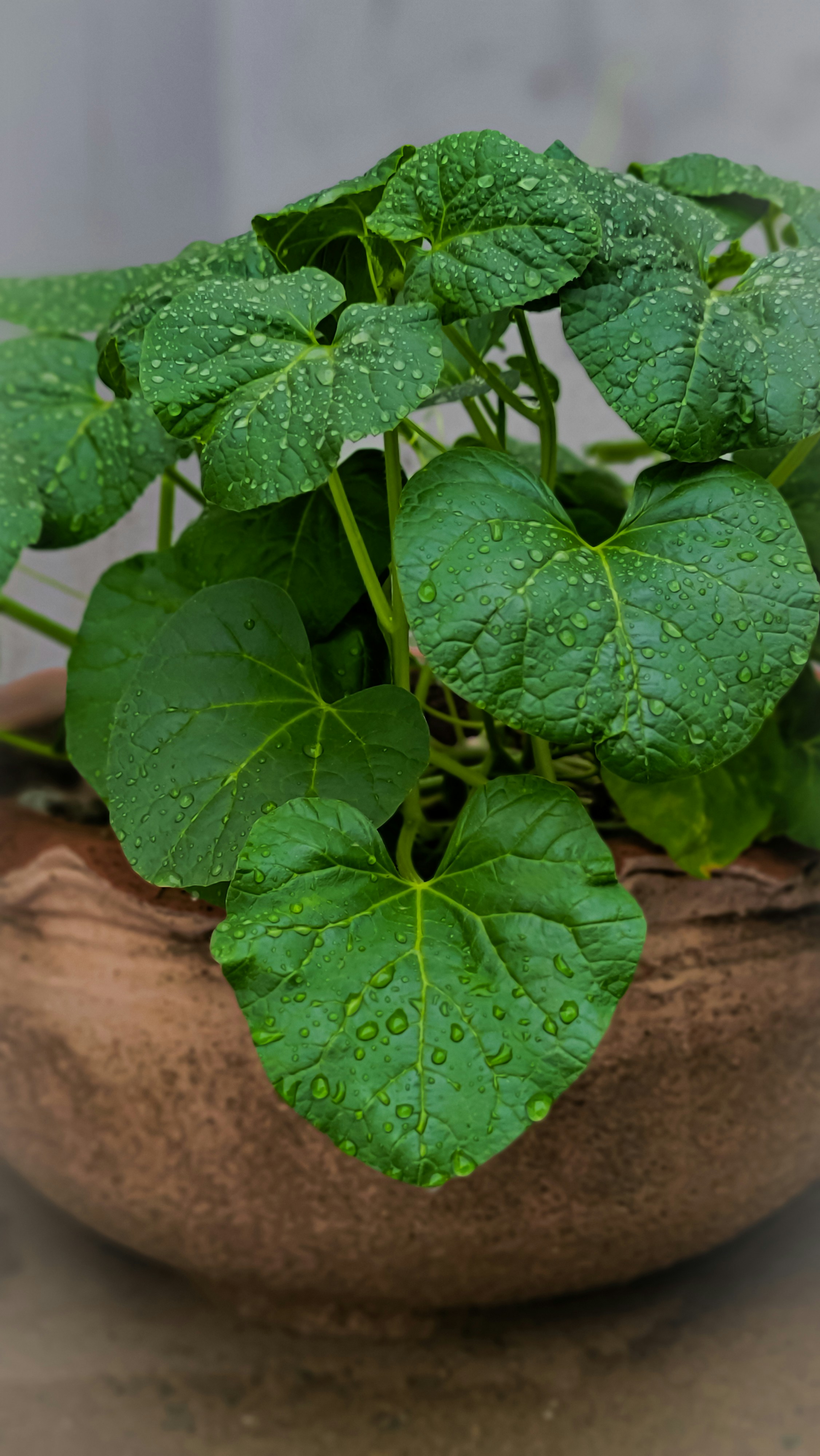 A potted plant with green leaves on a table