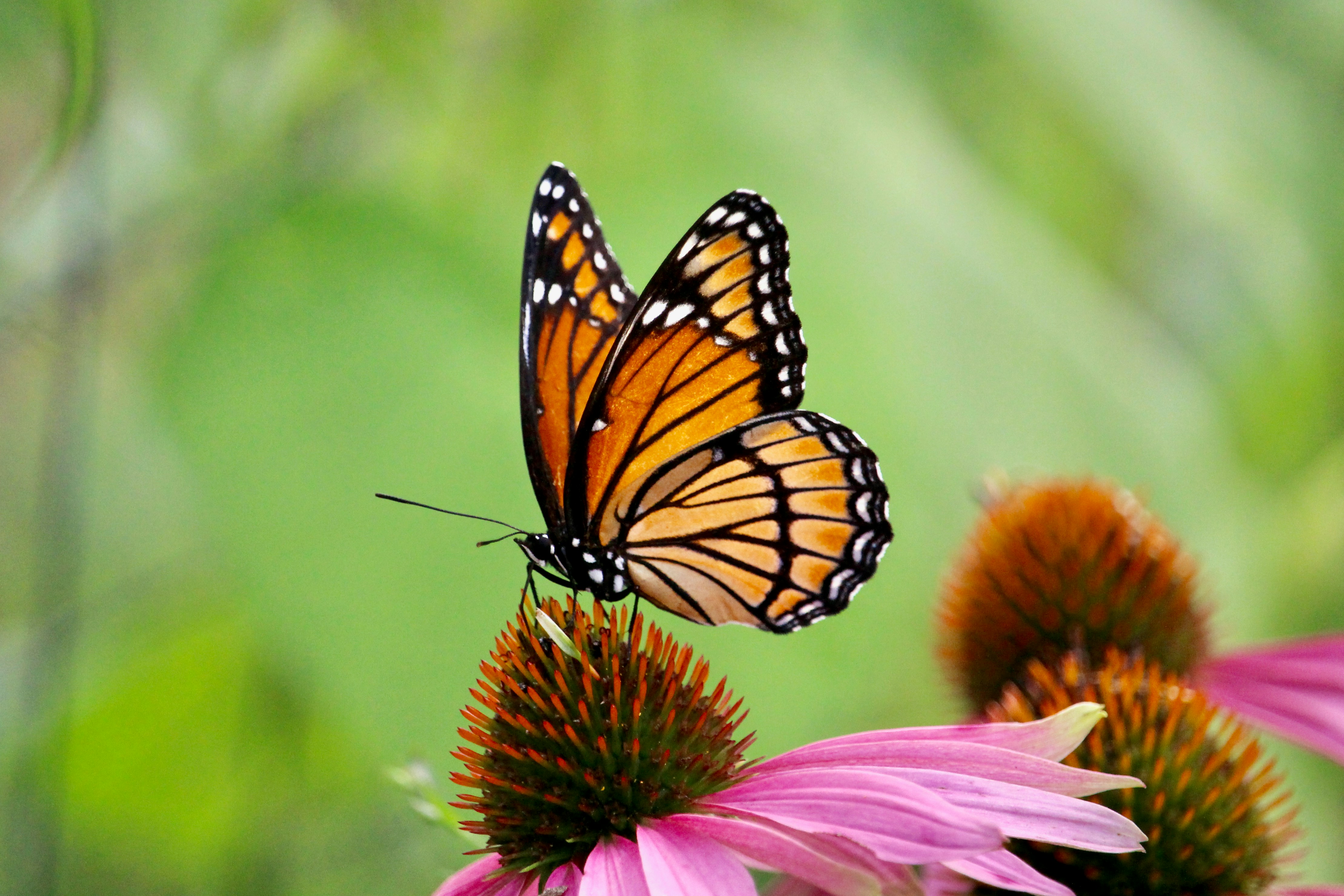 Photo by cecilemousist