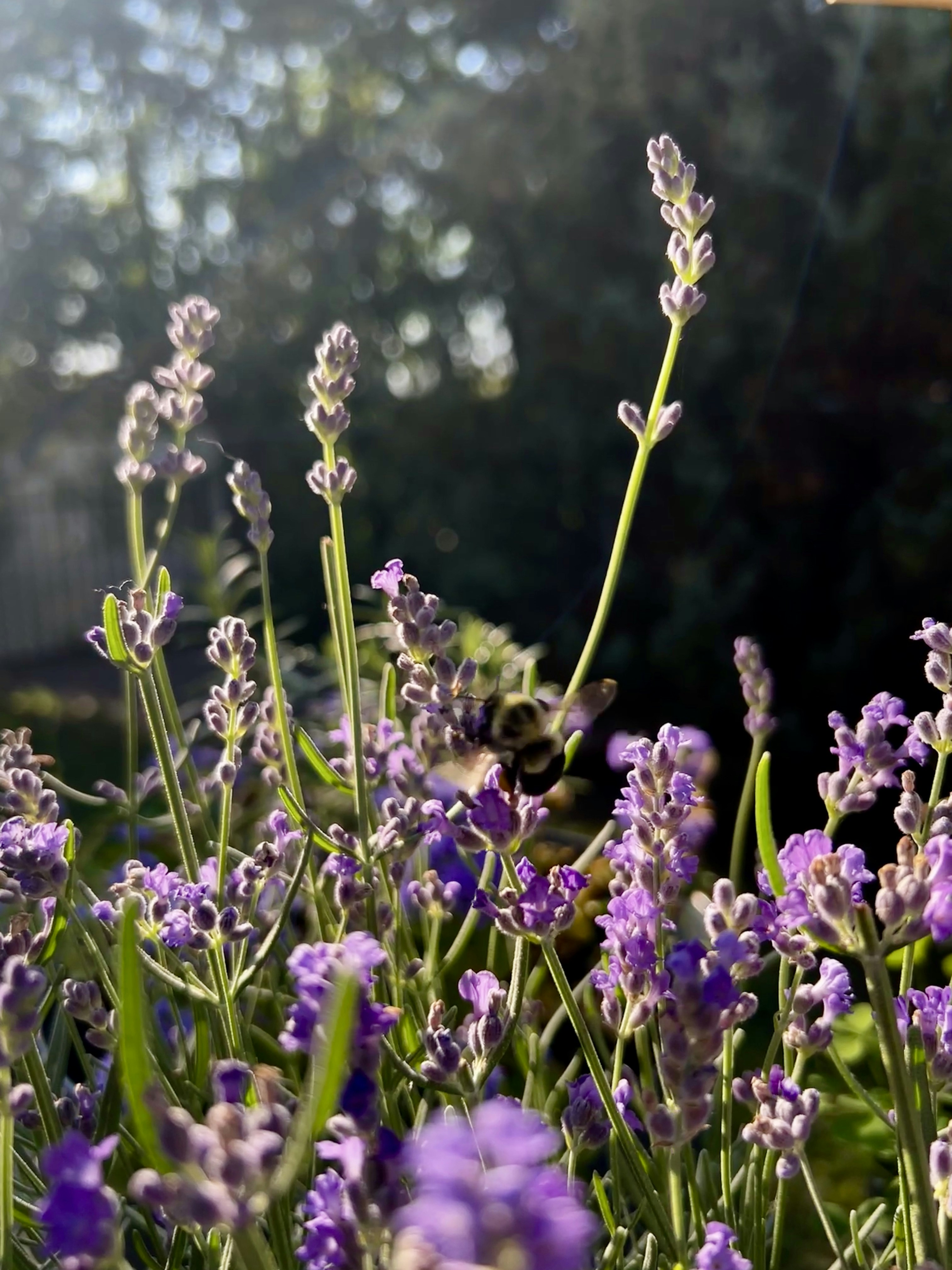 Photo by alannajoanne